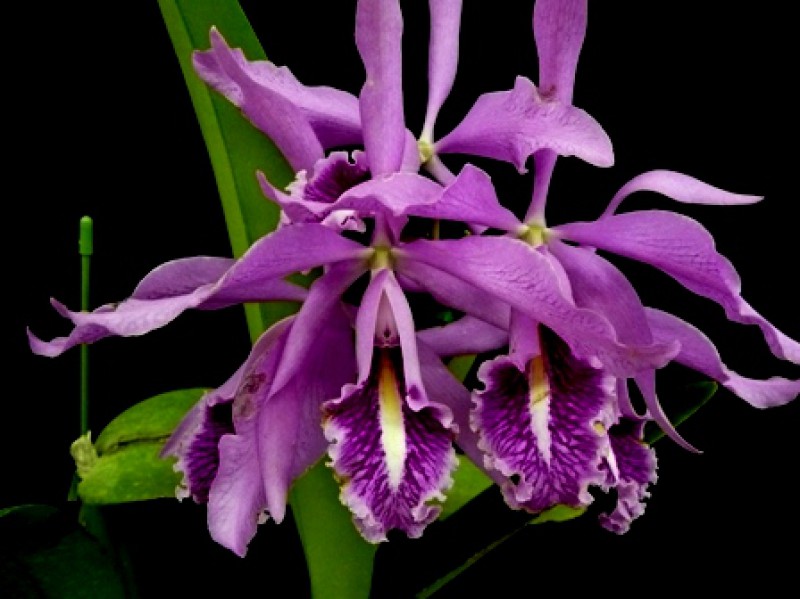 Cattleya maxima (Big Plant)
