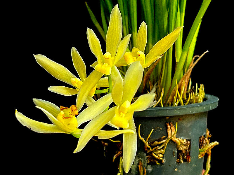 Cymbidium dayanum alba