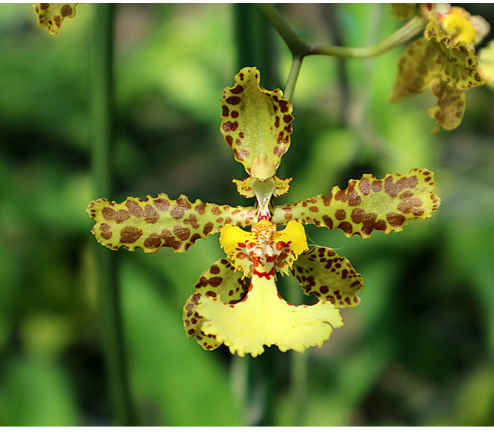 Trichocentrum jonesianum x Trichocentrum stacyi
