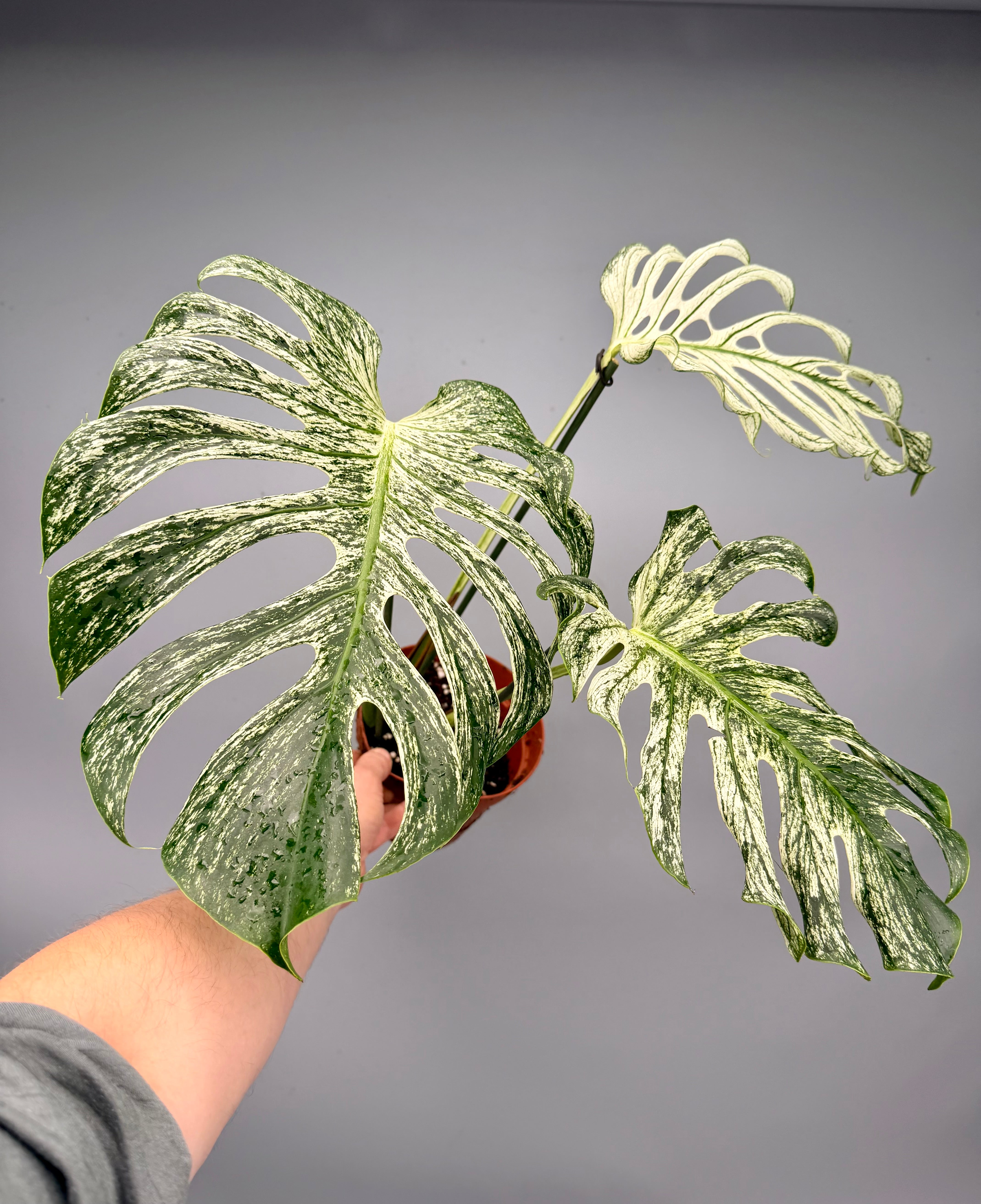 Monstera 'Devil Monster' Nr 1