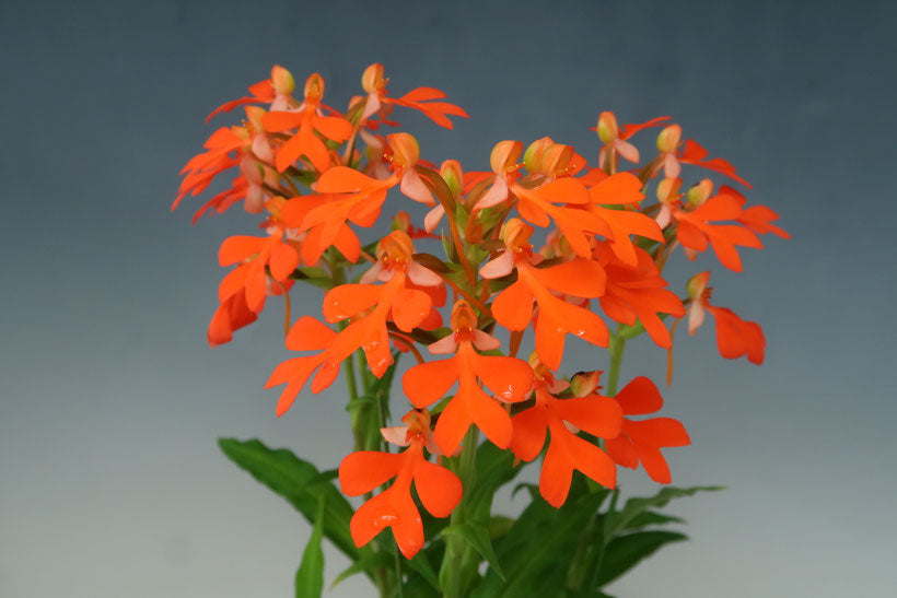 Habenaria roebelenii