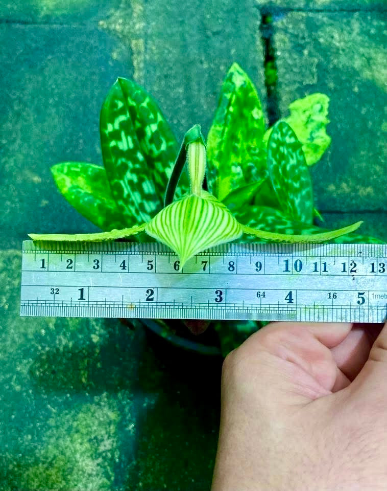 Paphiopedilum sukhakulii ‘4N’ (3rd Generation)