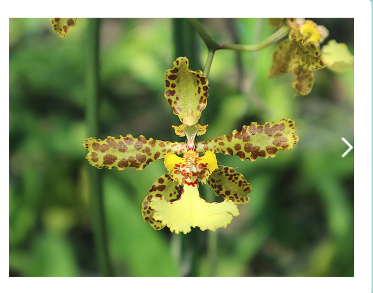 Trichocentrum jonesianum x Trichocentrum stacyi