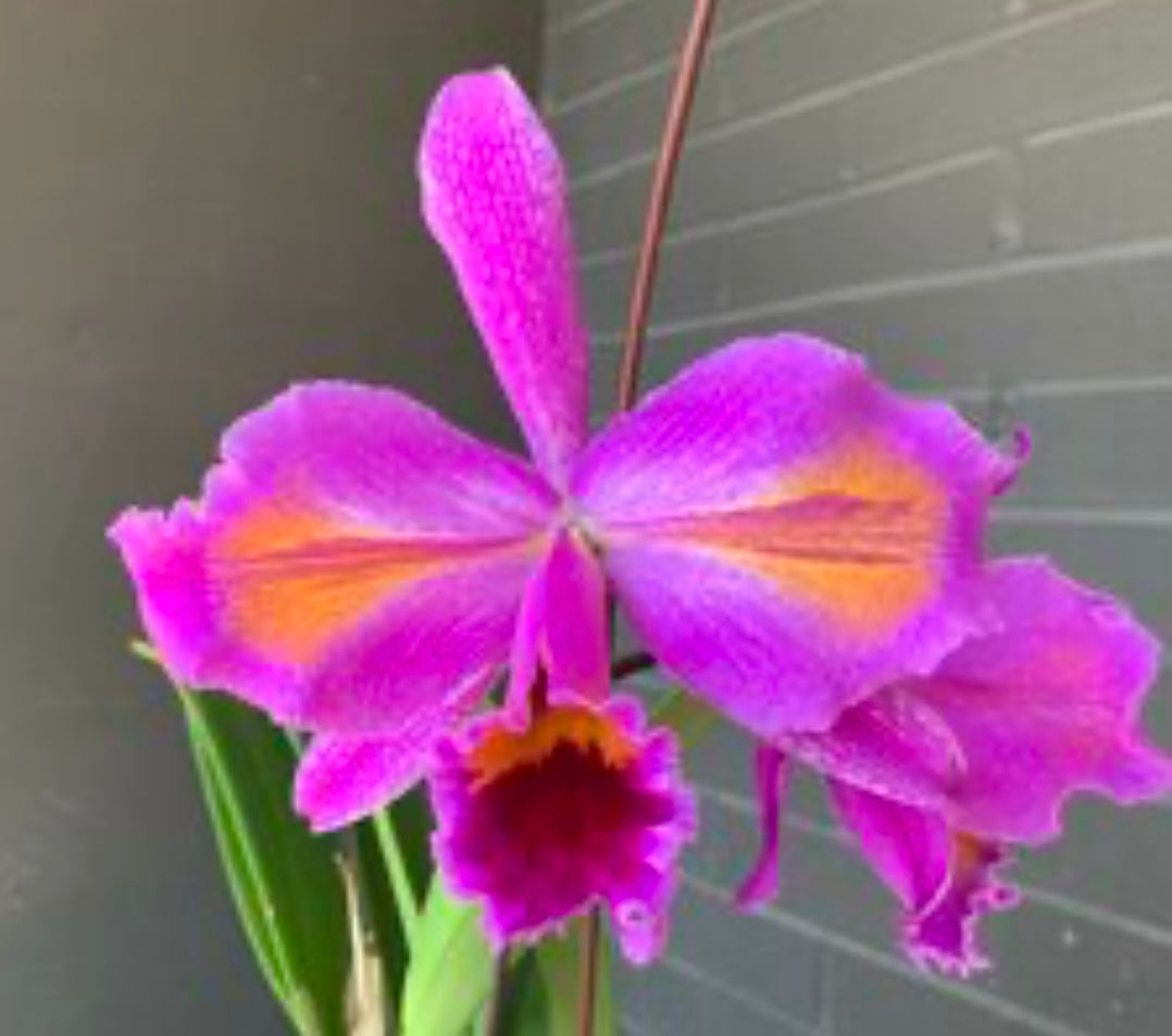 Cattleya percivaliana Peloric