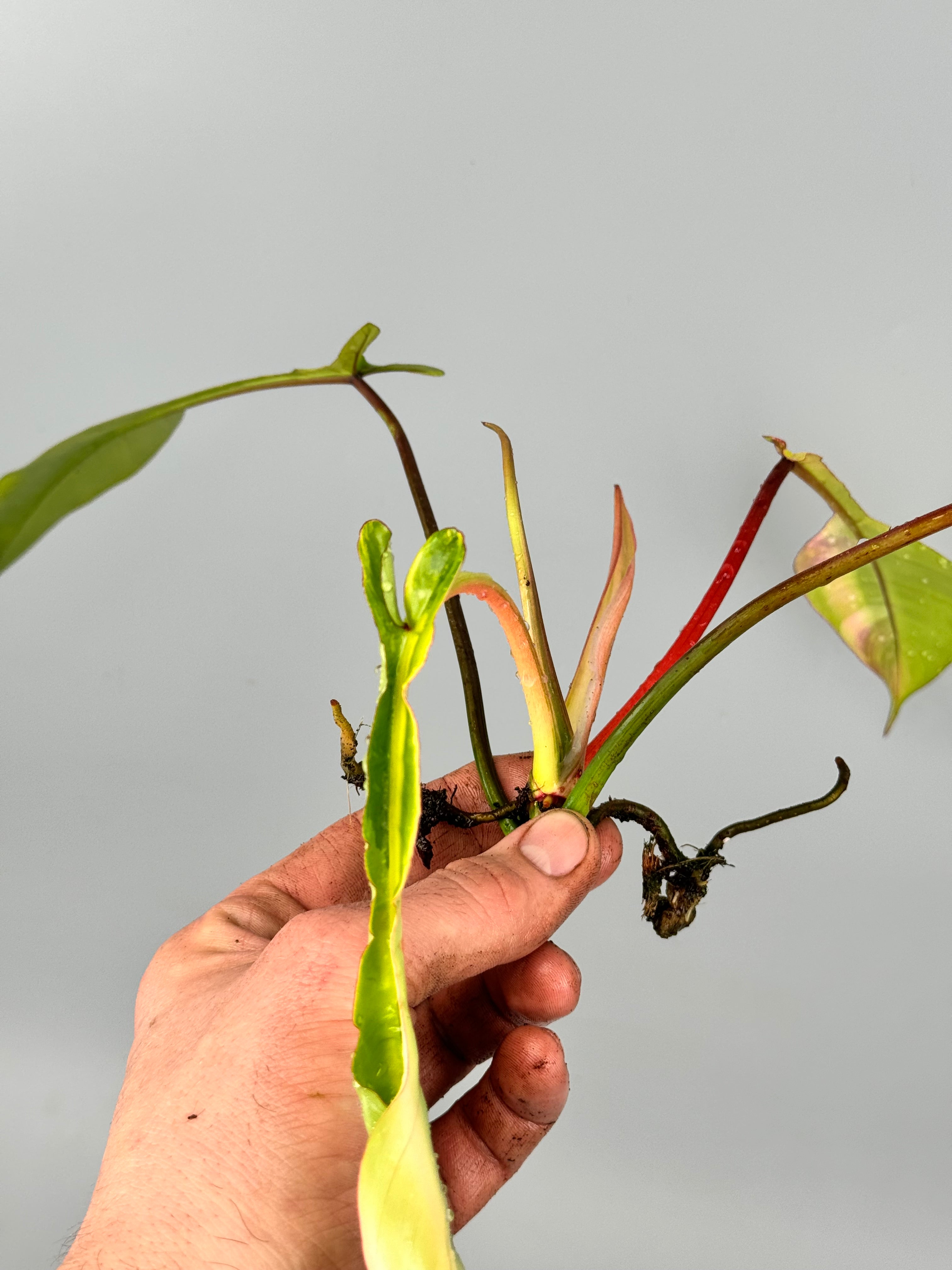 jeopardy philodendron Philodendron joepii Variegated (Fresh Head Cutting)