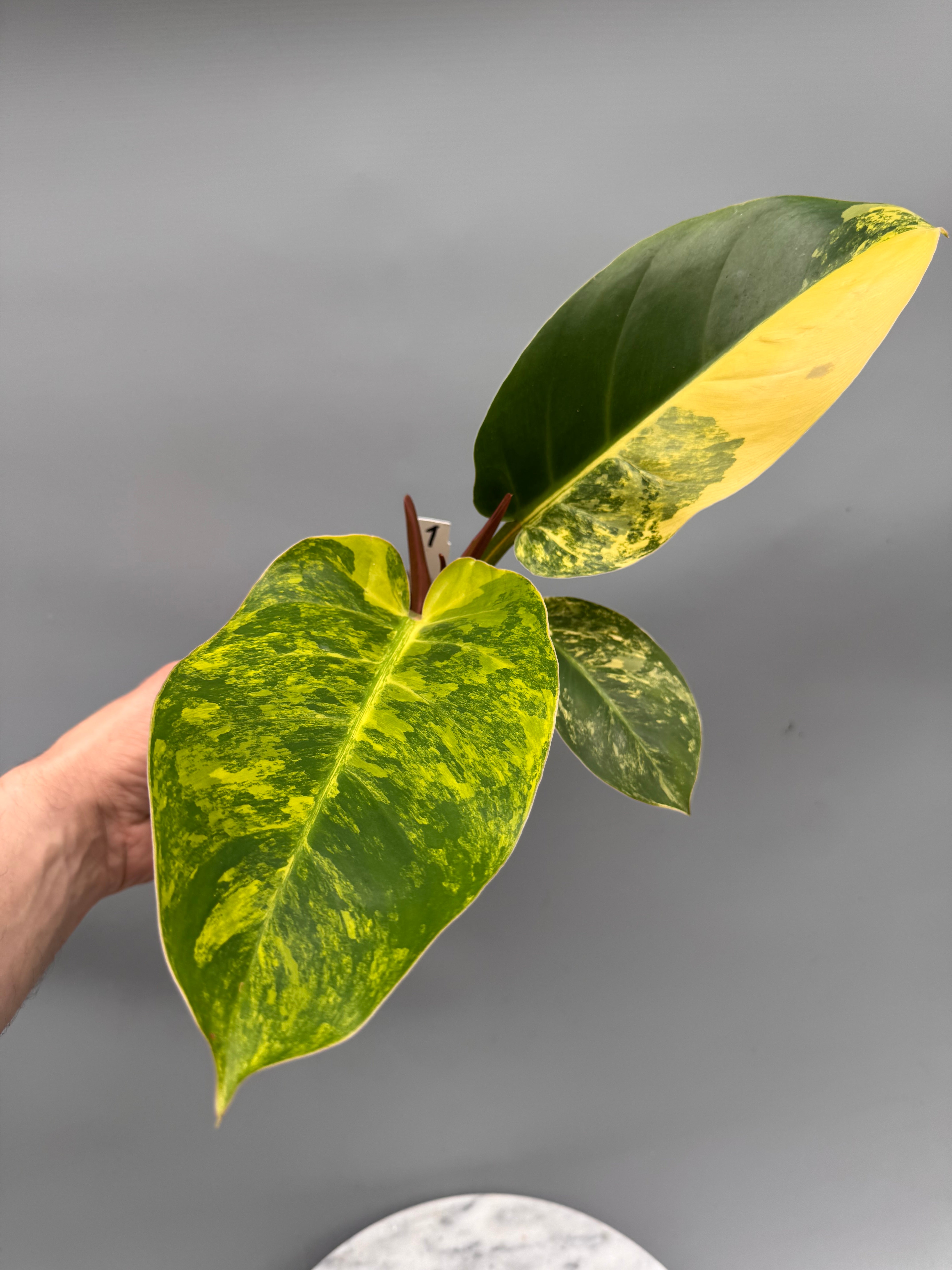 Philodendron Green Congo Variegata aurea nr 1