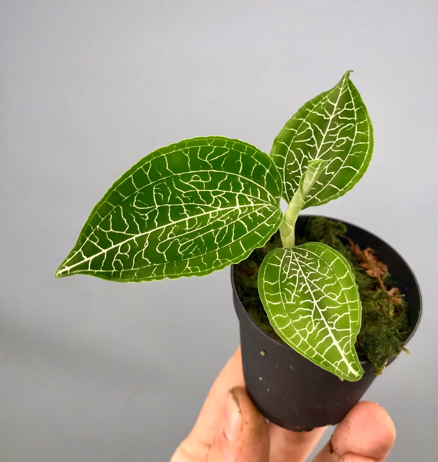 Goodyera micholitziana