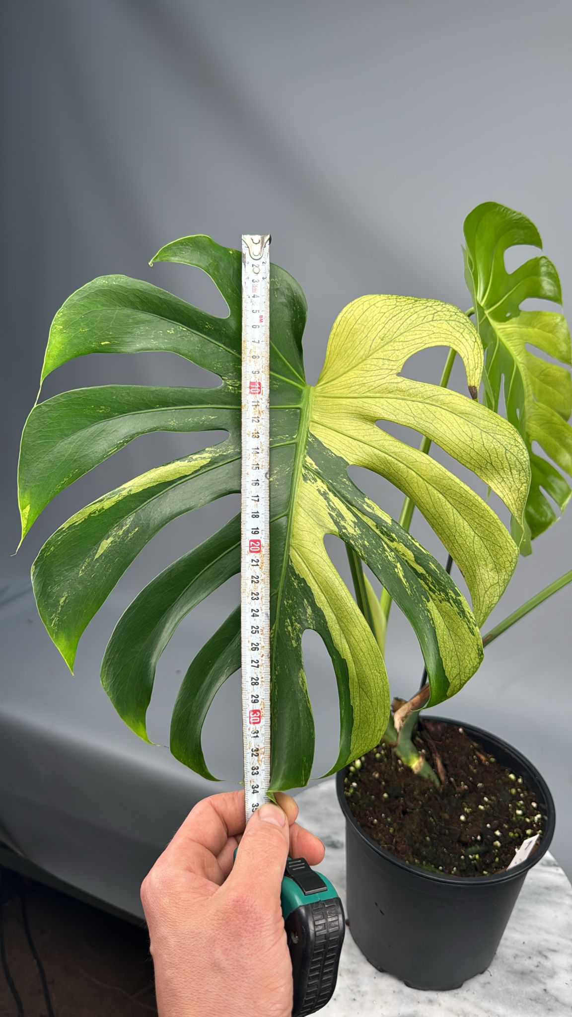 Monstera Ocean Mint nr 1