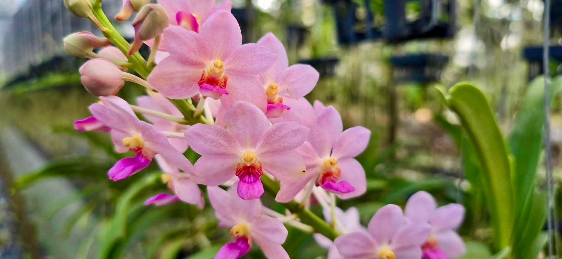 Vandachostylis Kouishiro Ikai