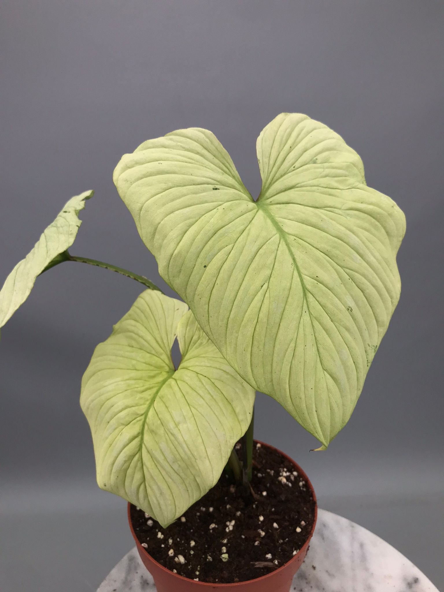Philodendron mamei variegata mint (nr 3)