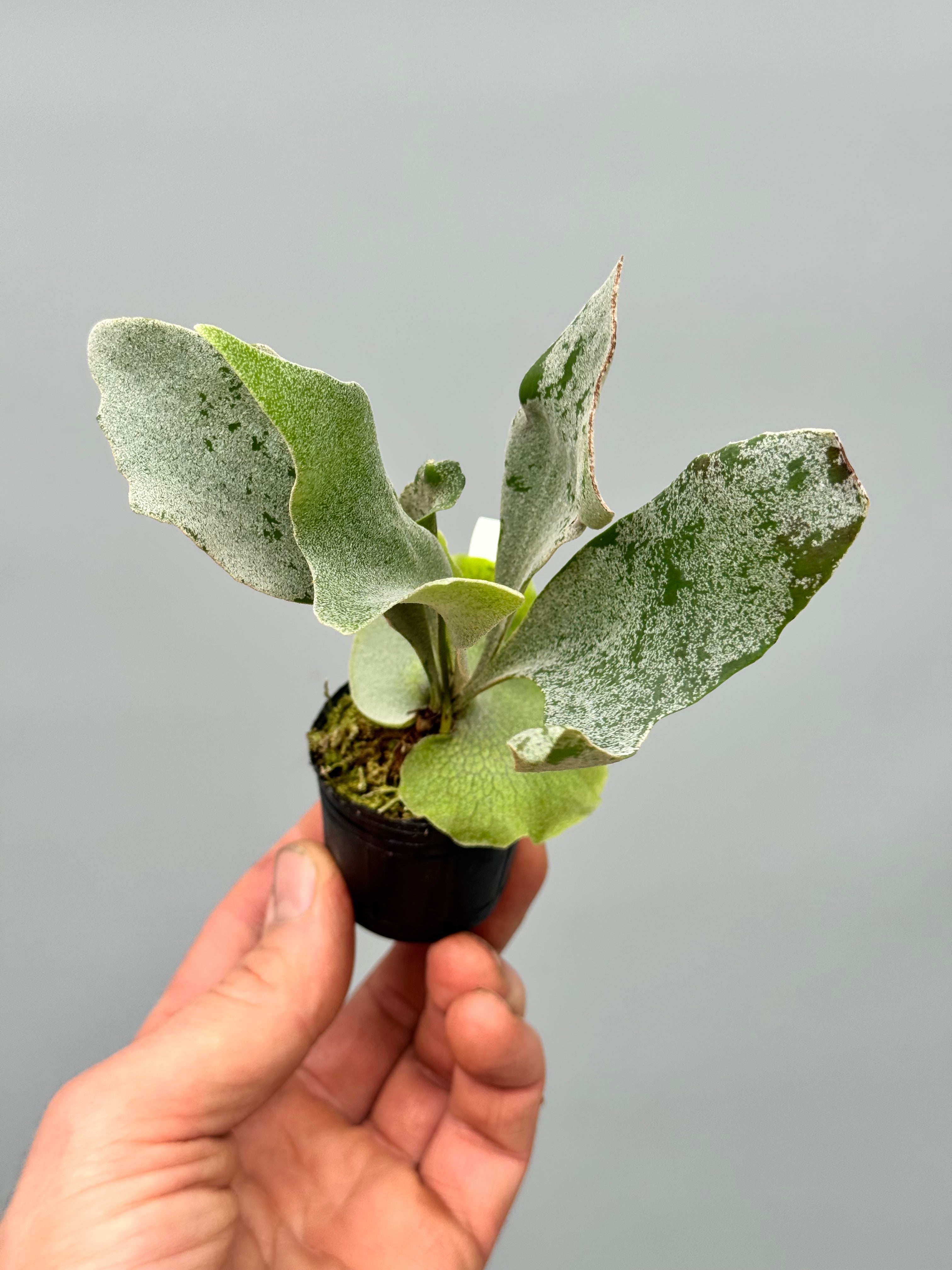 Platycerium White Gizmo