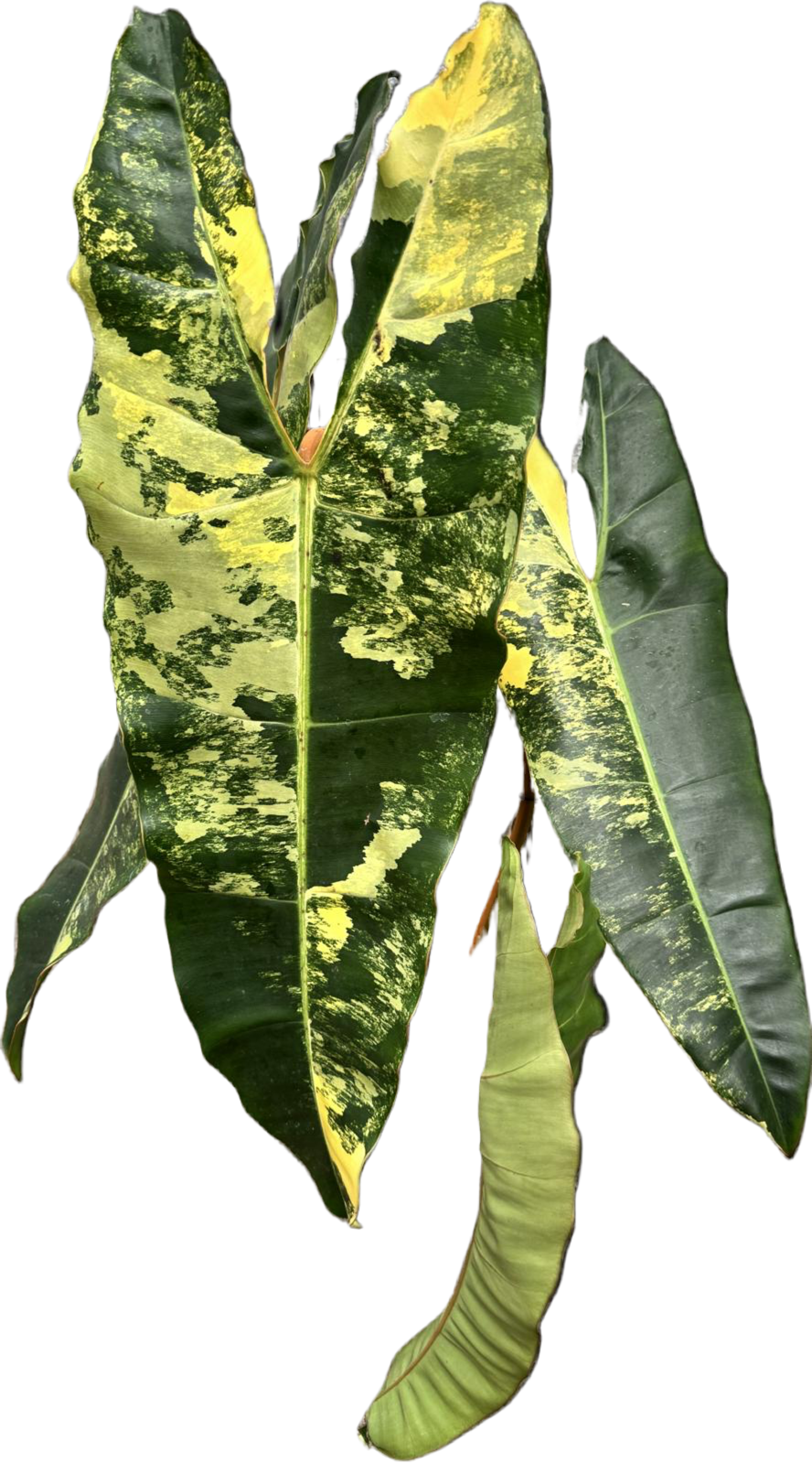 Philodendron billietiae Variegata (Mittel pflanze) (Schneiden)