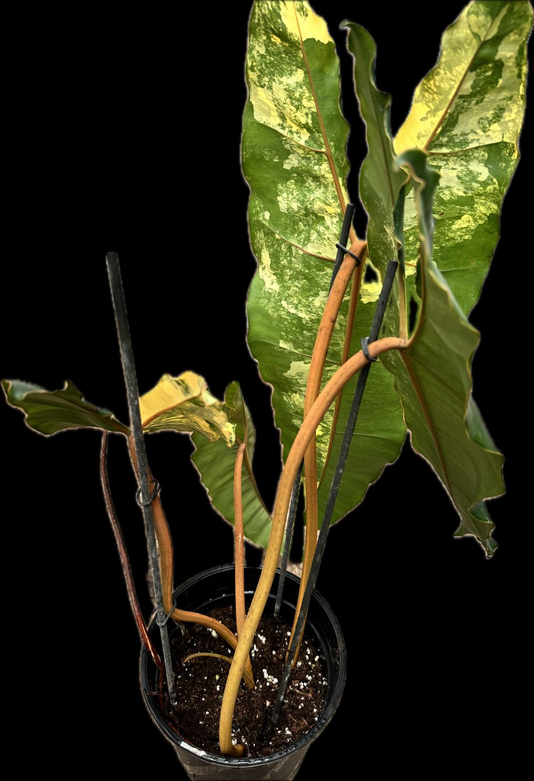 Philodendron billietiae Variegata (Medium Plant) (Cutting)