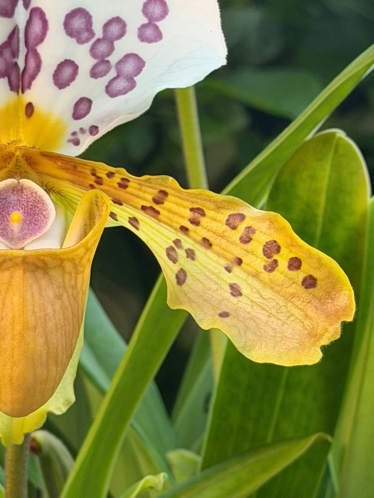 Paphiopedilum papilio-laoticus
