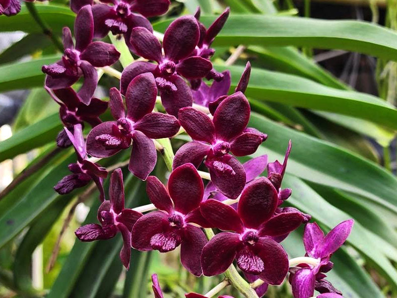 Vandachostylis Colmarie