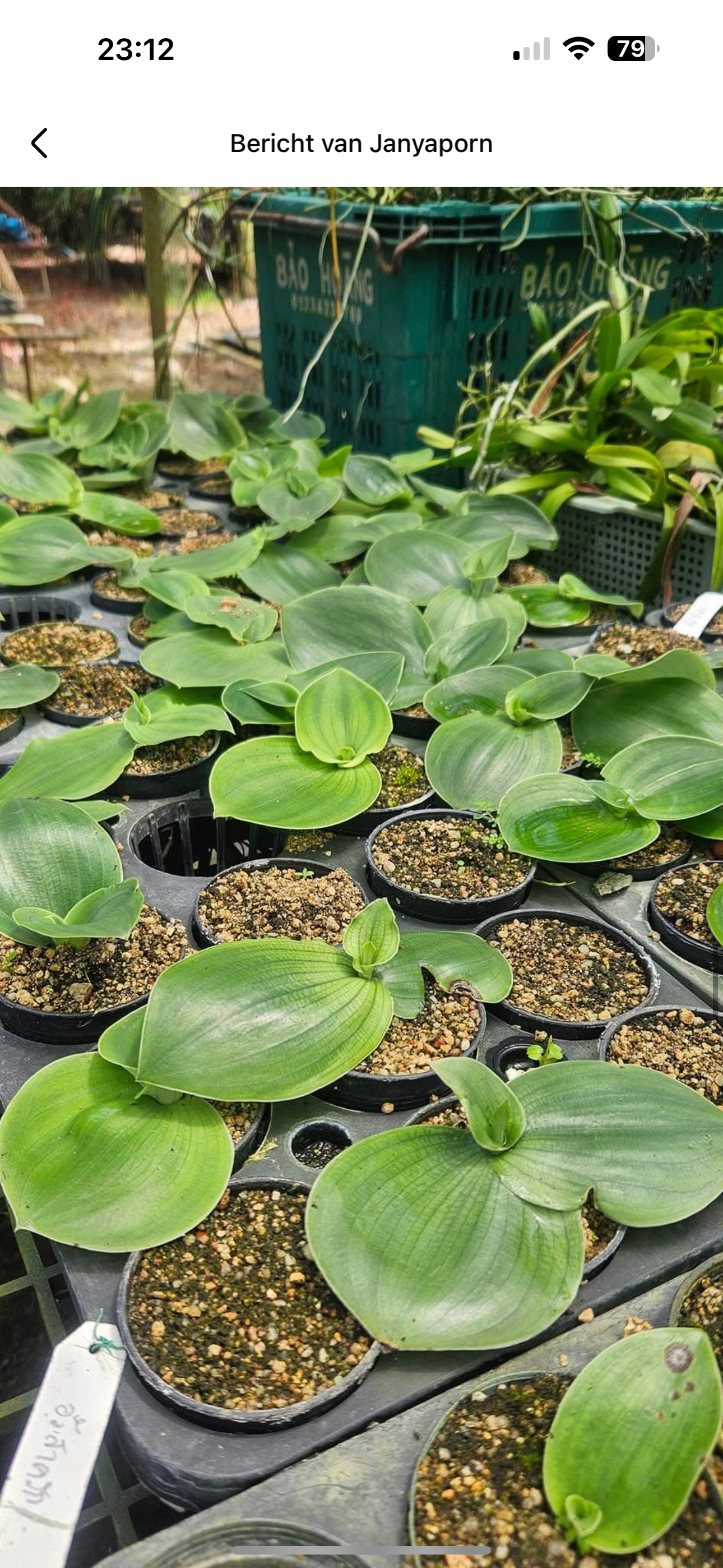 Pecteilis sargarikii