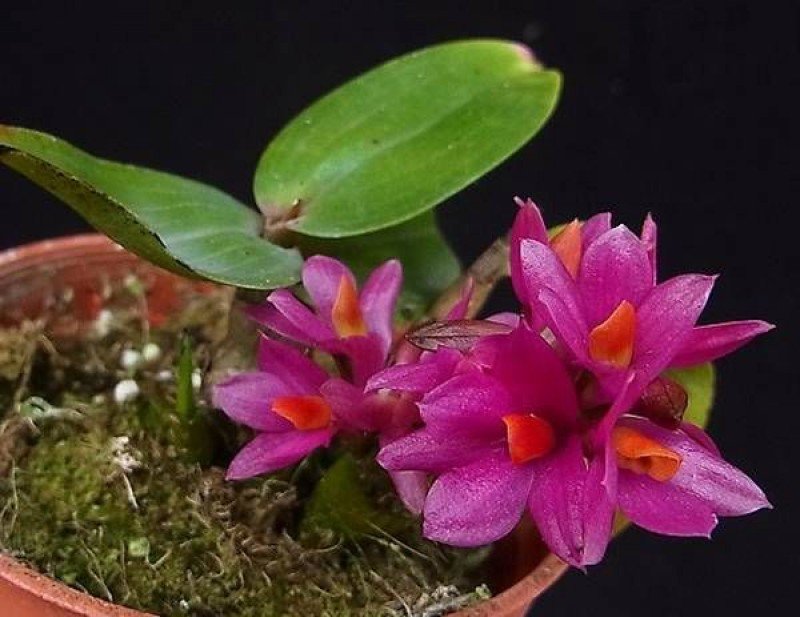 Dendrobium Hibiki "Sandra`s Delight" CCE/AOS (Medium Plant)