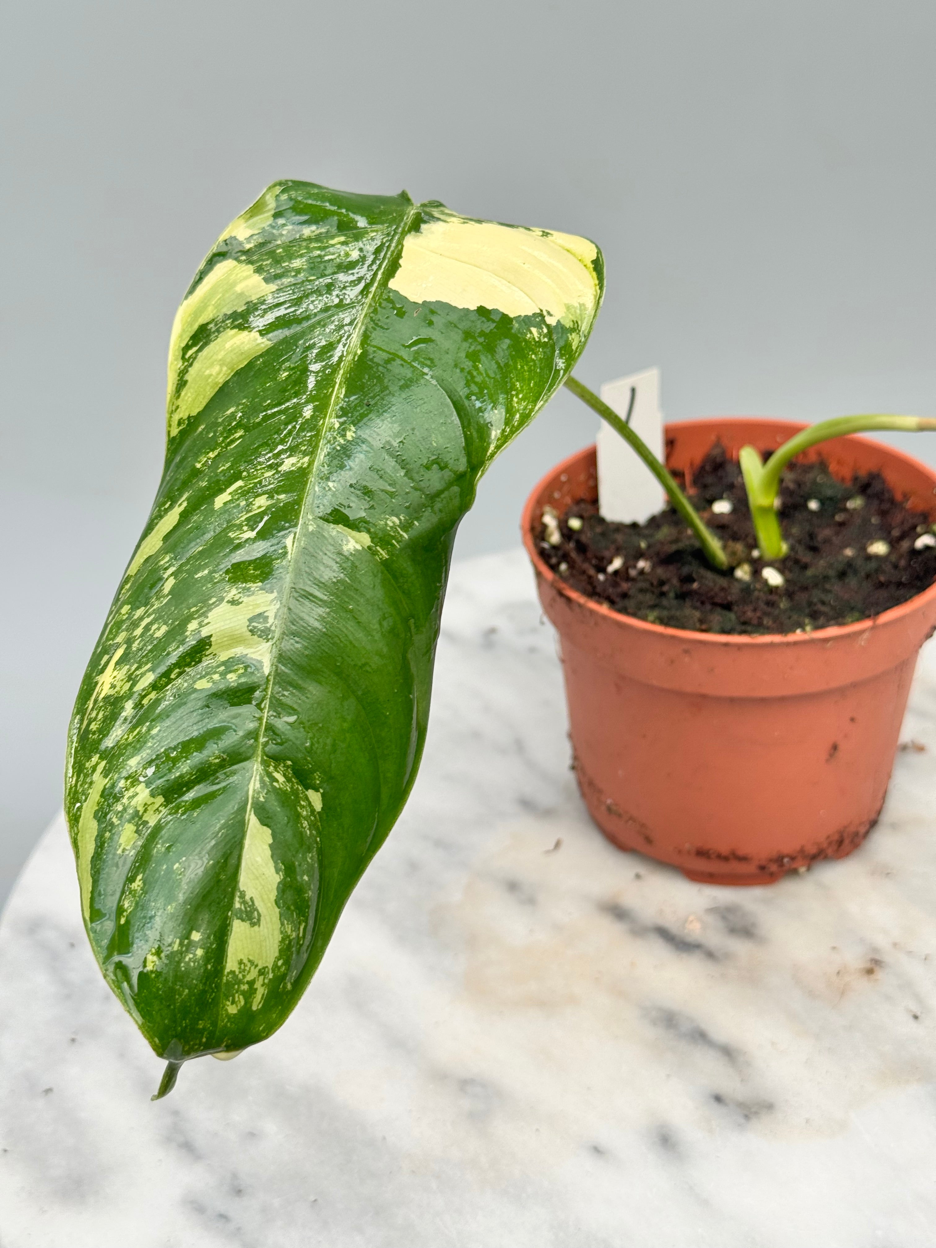 philodendron sharoniae care Philodendron sharoniae Mosquera Variegata (1 Leaf Cutting)