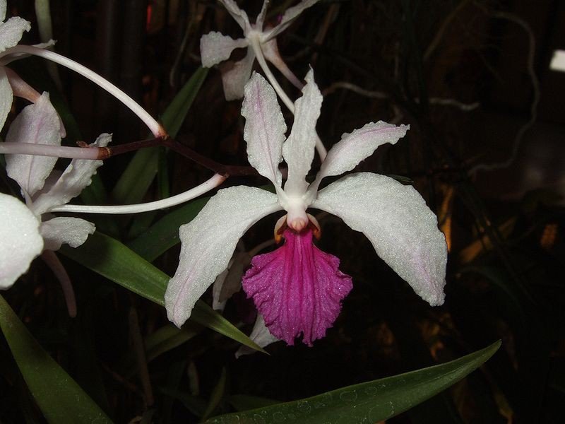 Holcoglossum kimballianum