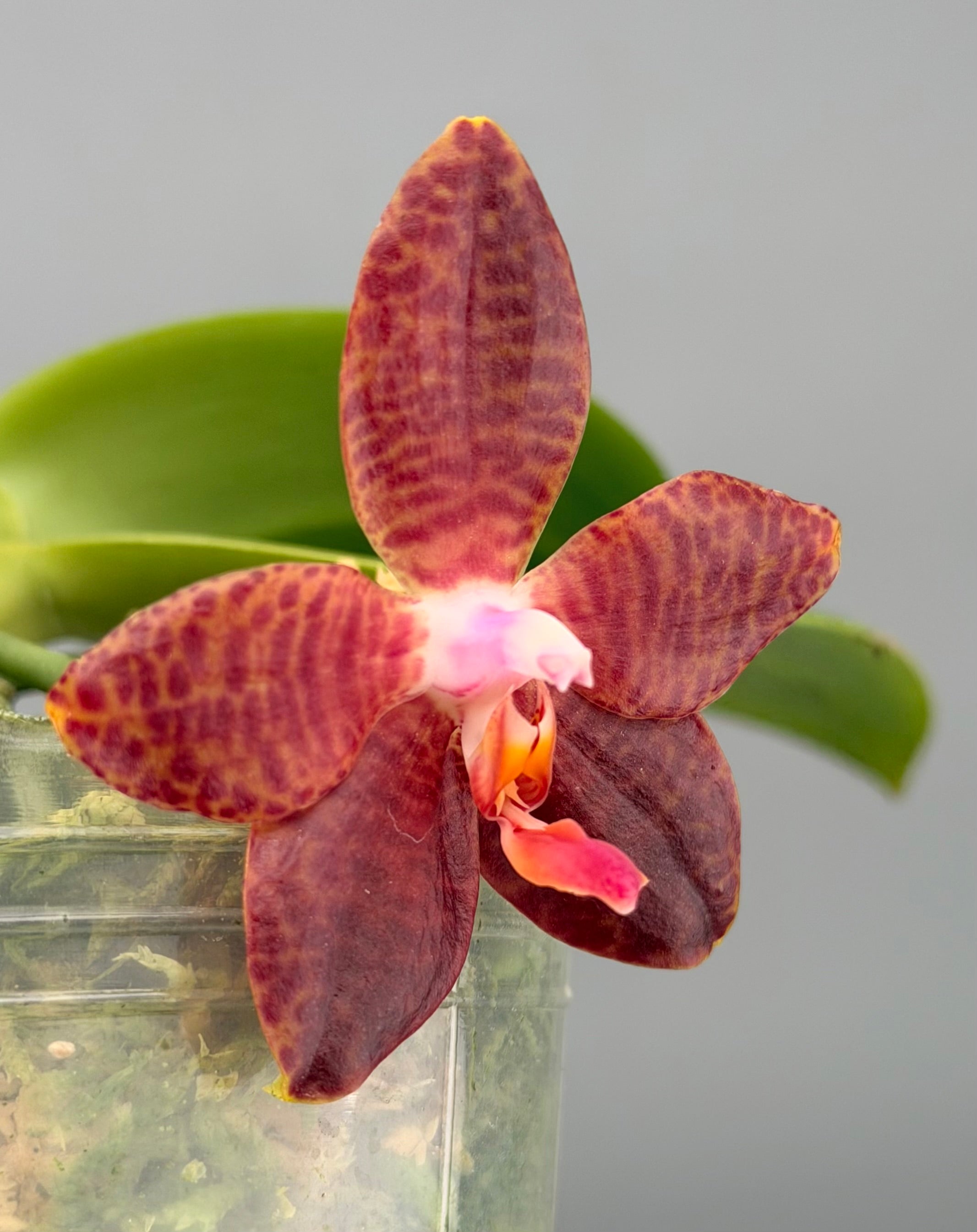 Phal. David Lim ('amboinensis 'Patricia' (4N) x gigantea 'Mother of Giants") Big Plant