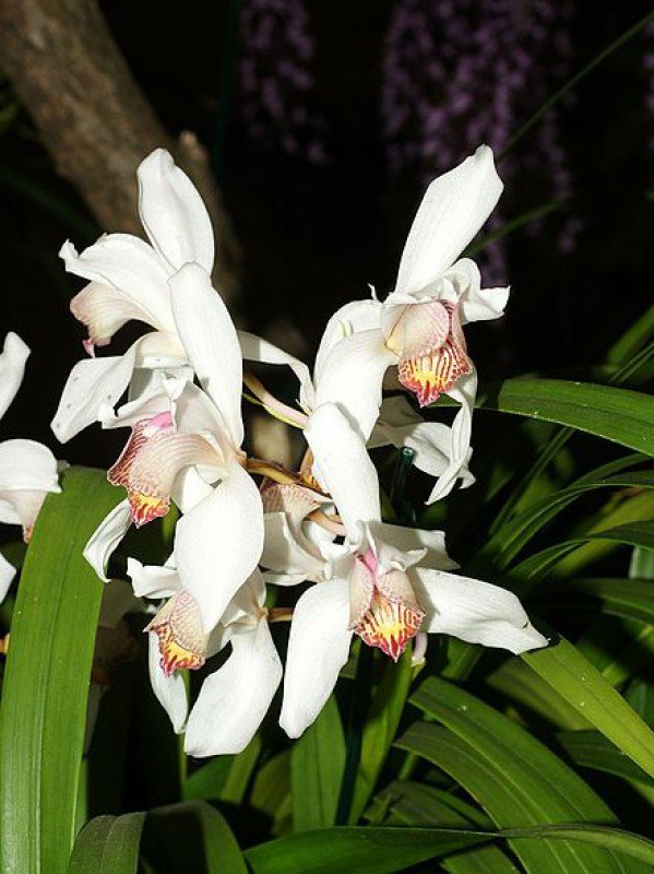 Cymbidium erythrostylum