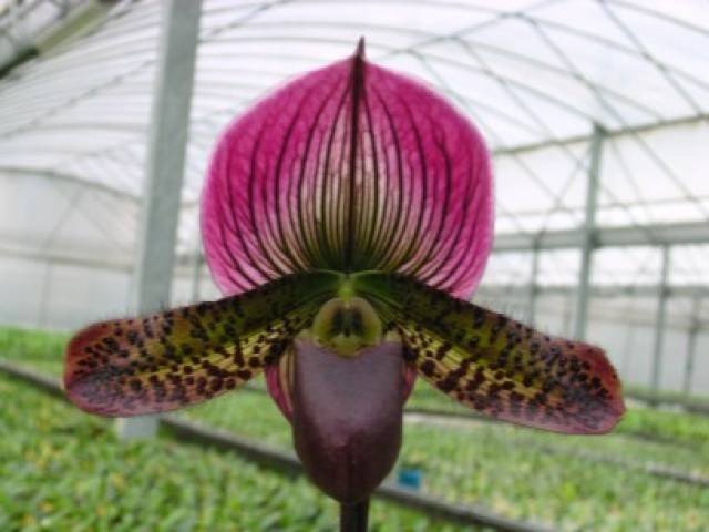 Paphiopedilum Hsinying Leopard