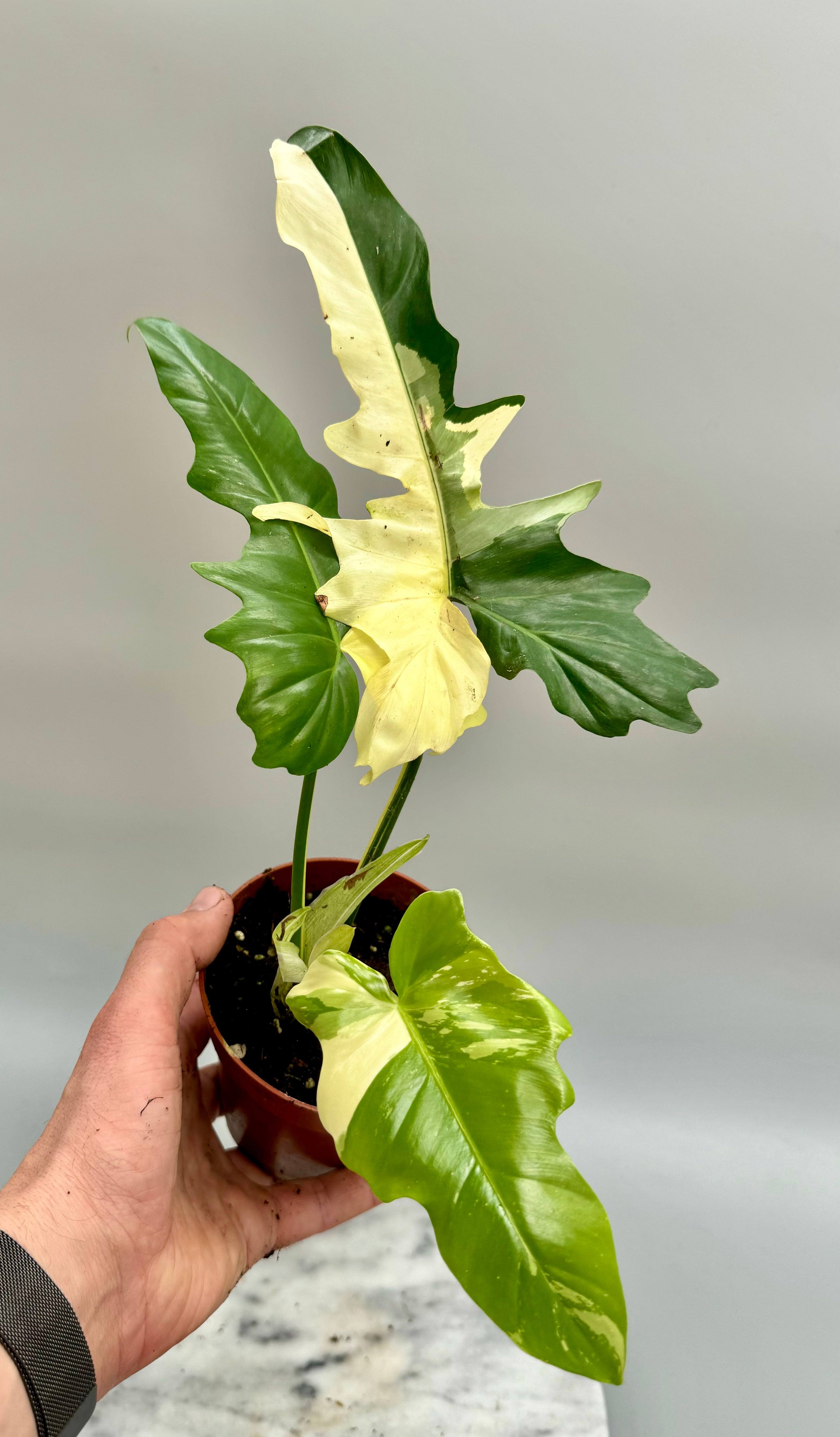 Philodendron "Golden Dragon" variegated albo "Almost Full Moon"