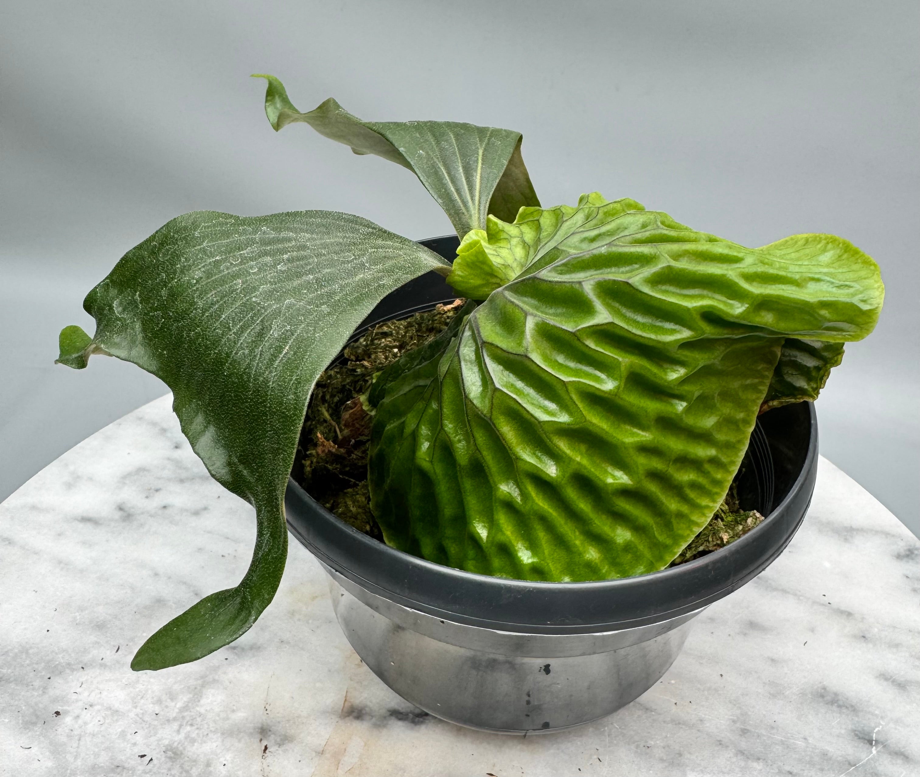 Platycerium madagascariense