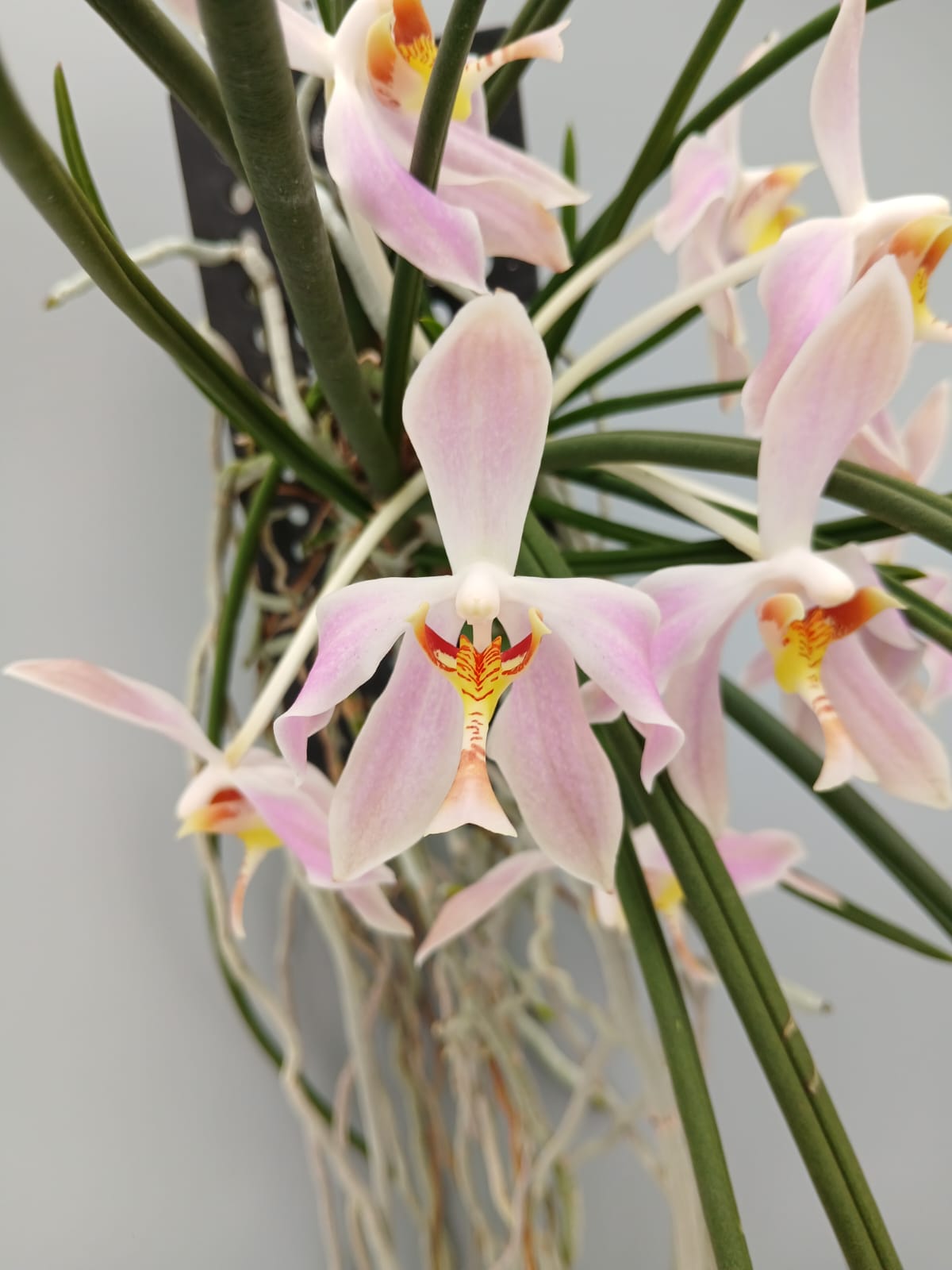 Paraphalaenopsis laycockii (Selection 1 )