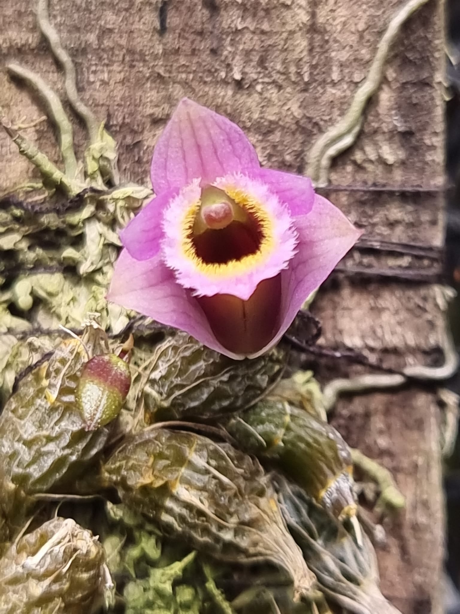 Dendrobium fuscifaucium (Micro Dendrobium) First propagation