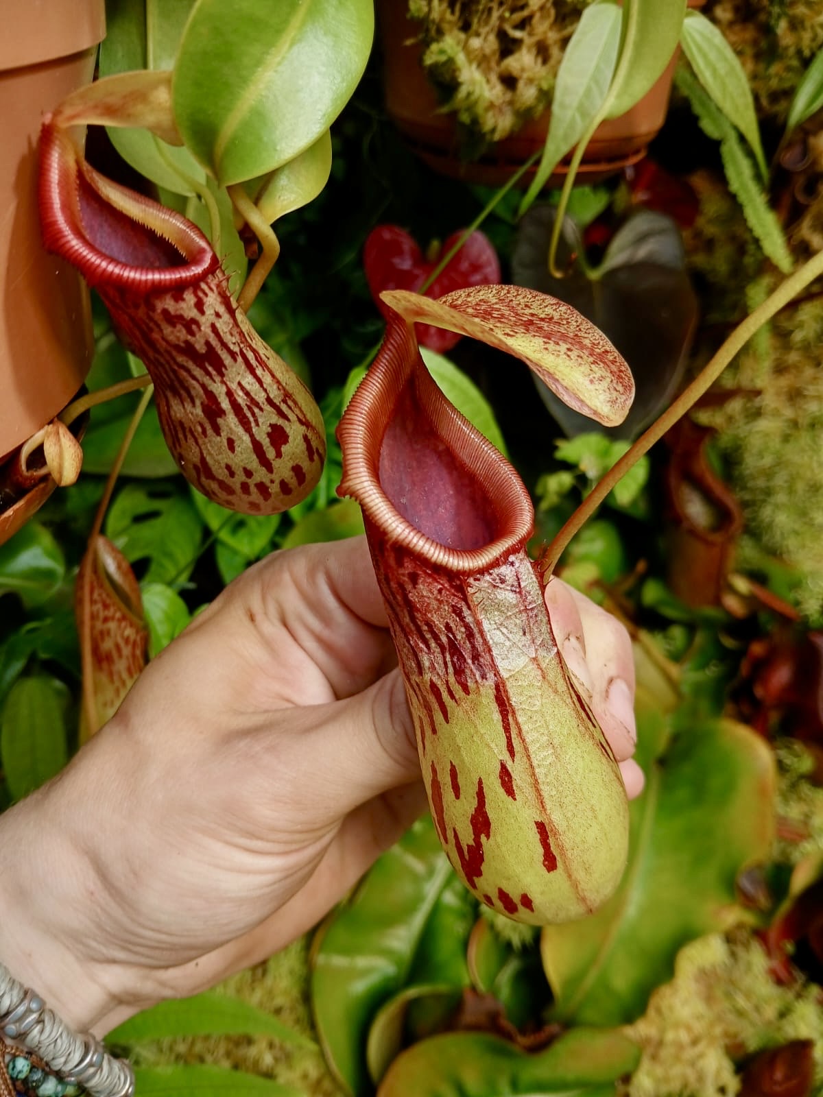 Nepenthes burkei