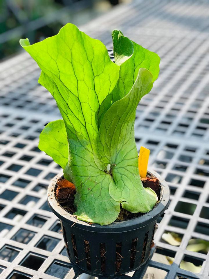 Platycerium Neptune (P. stemaria x P. elephantotis)