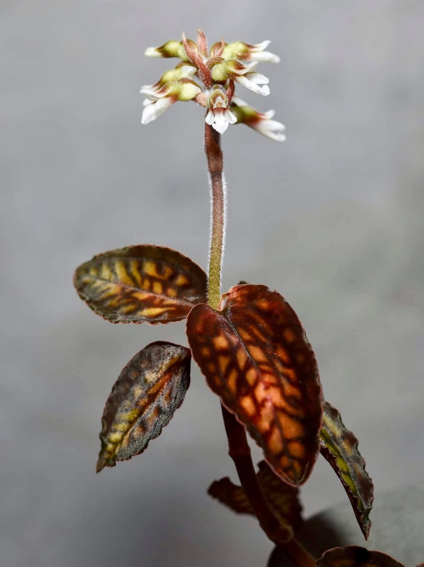 Cystorchis stenoglossa