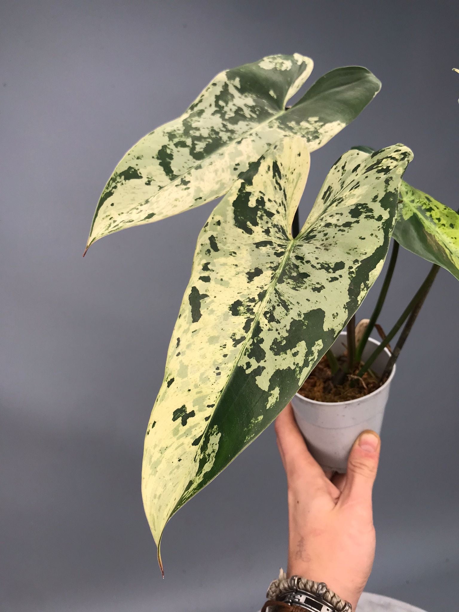 Philodendron ilsemanii nr 1.1