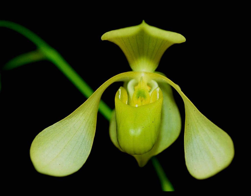 Paphiopedilum lowii var semi alba