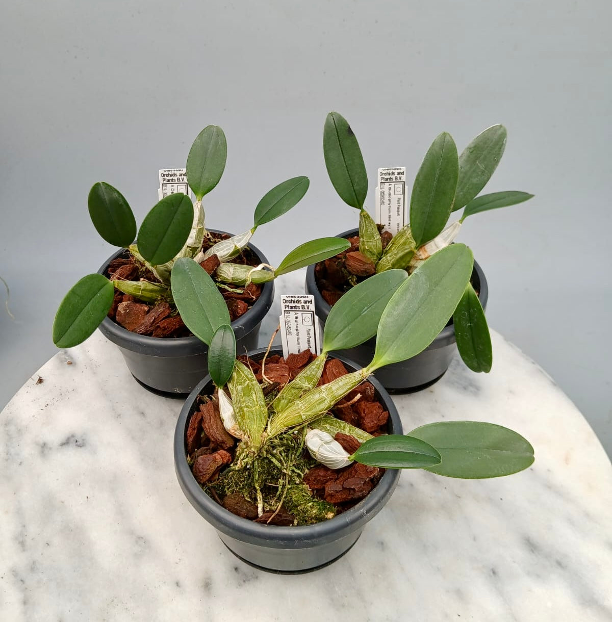 Dendrobium lindleyii