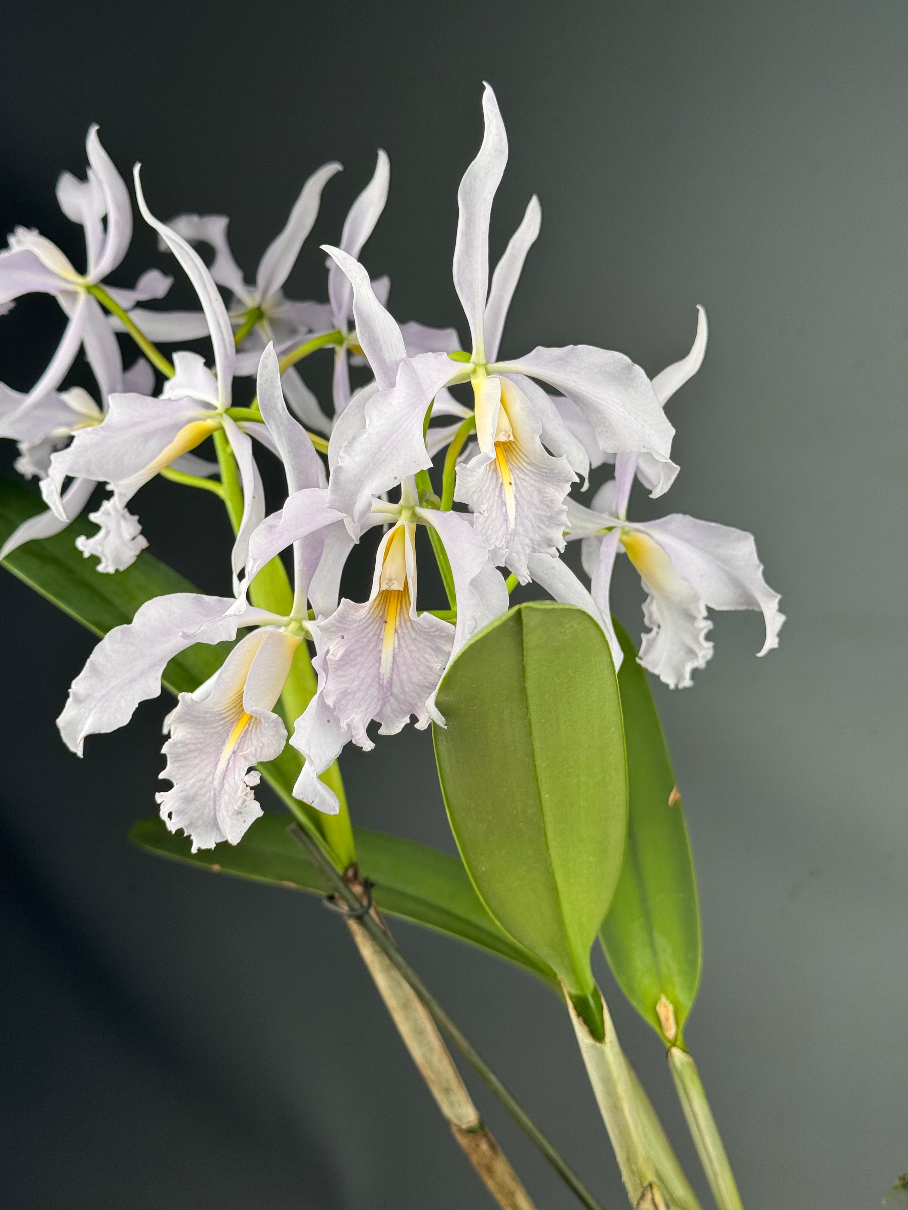 Cattleya maxima var. Coerulea (Big) Selection 1