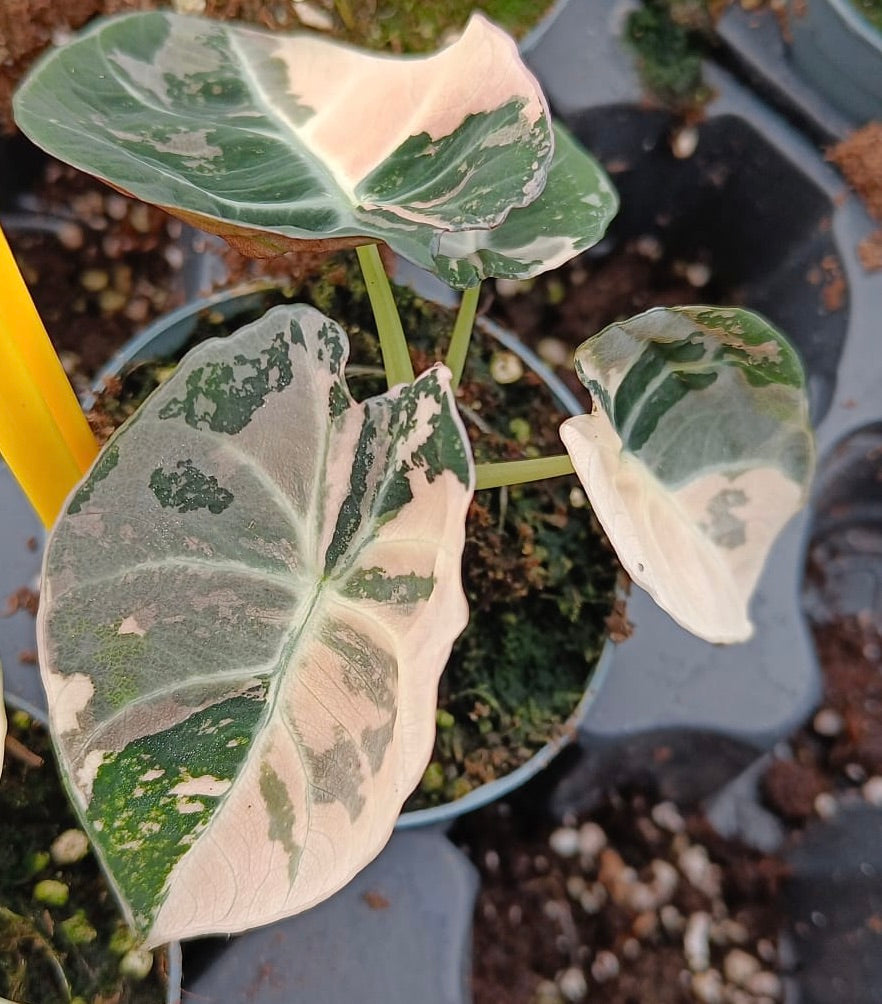 Alocasia black velvet variegata