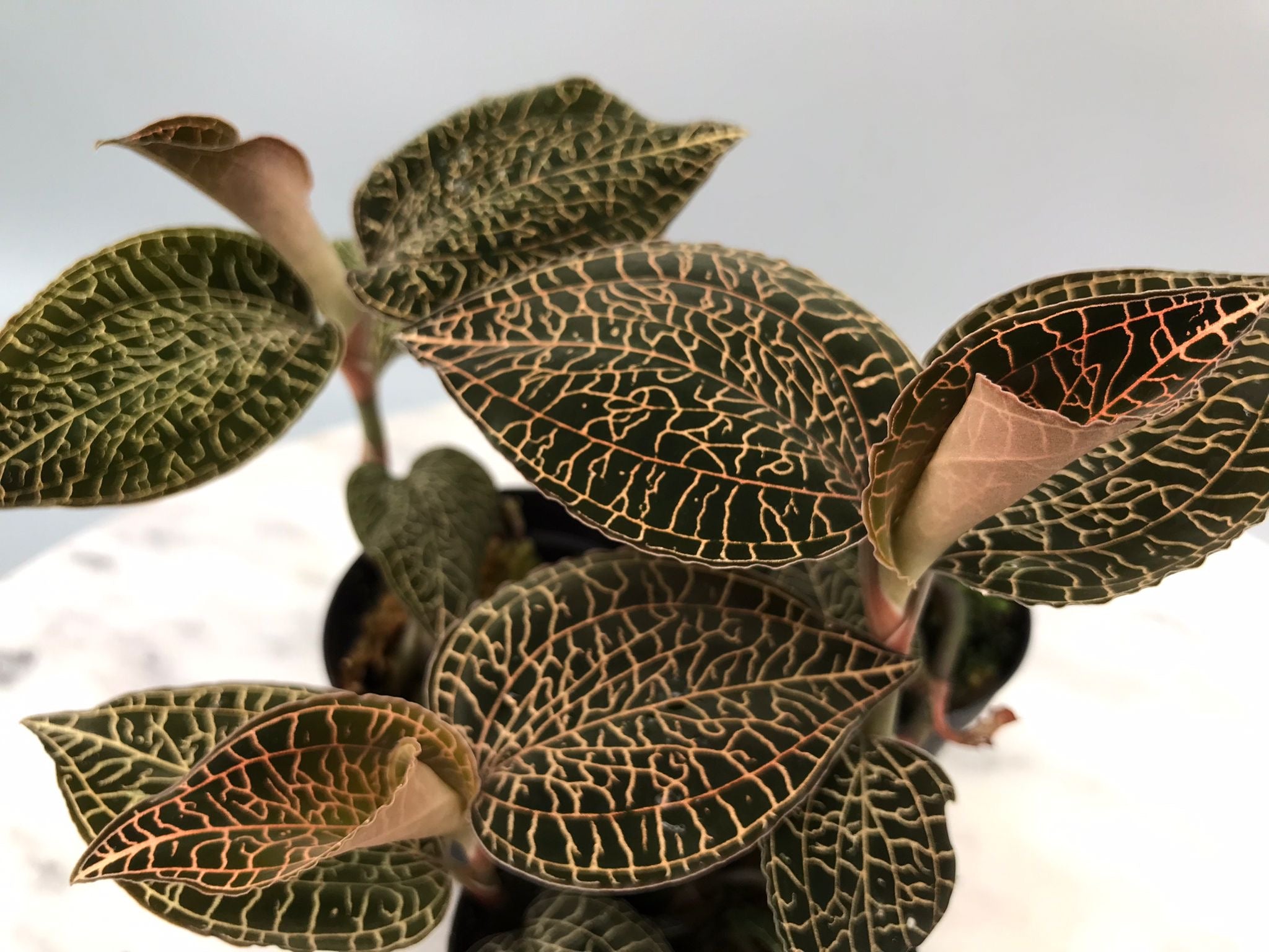 Anoectochilus roxburghii
‘Red’