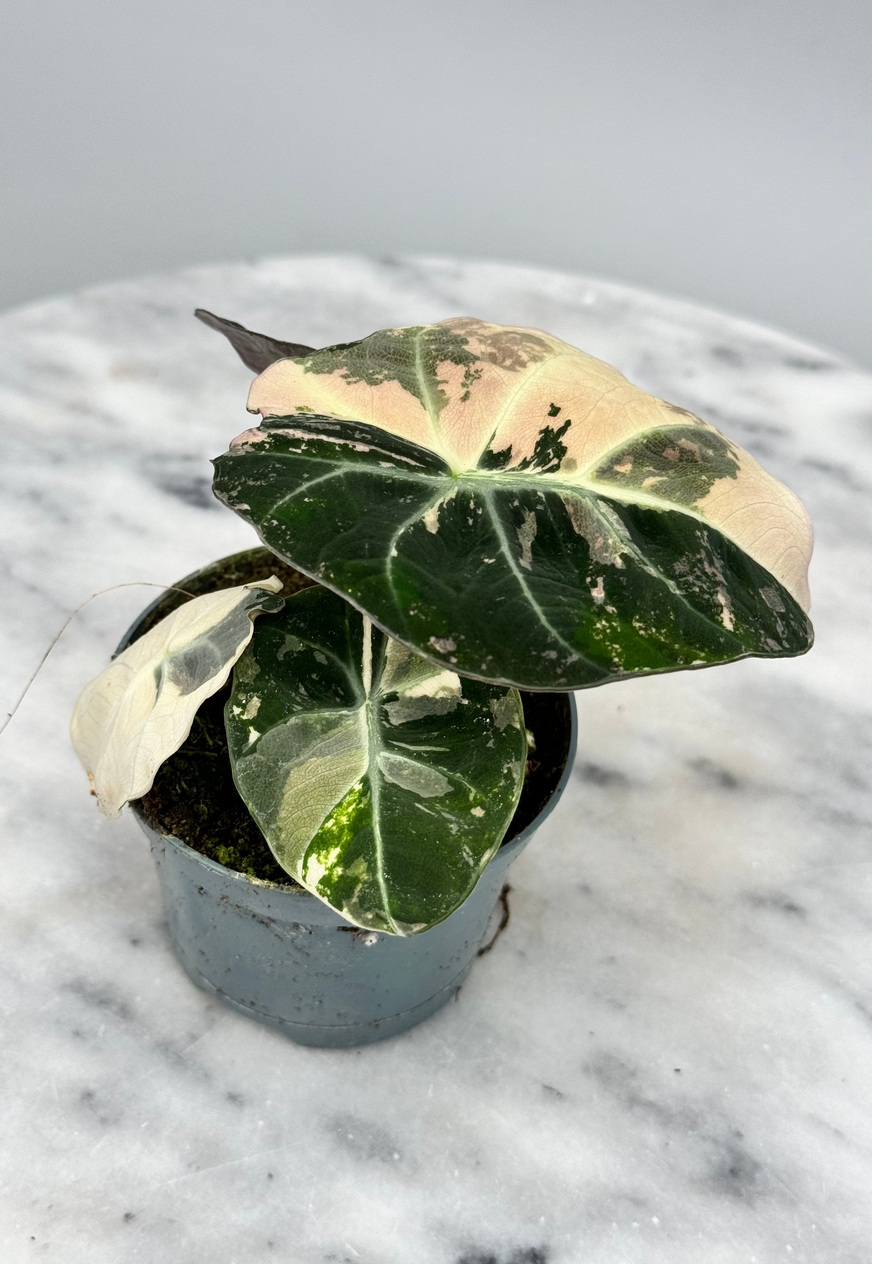 Alocasia black velvet variegata