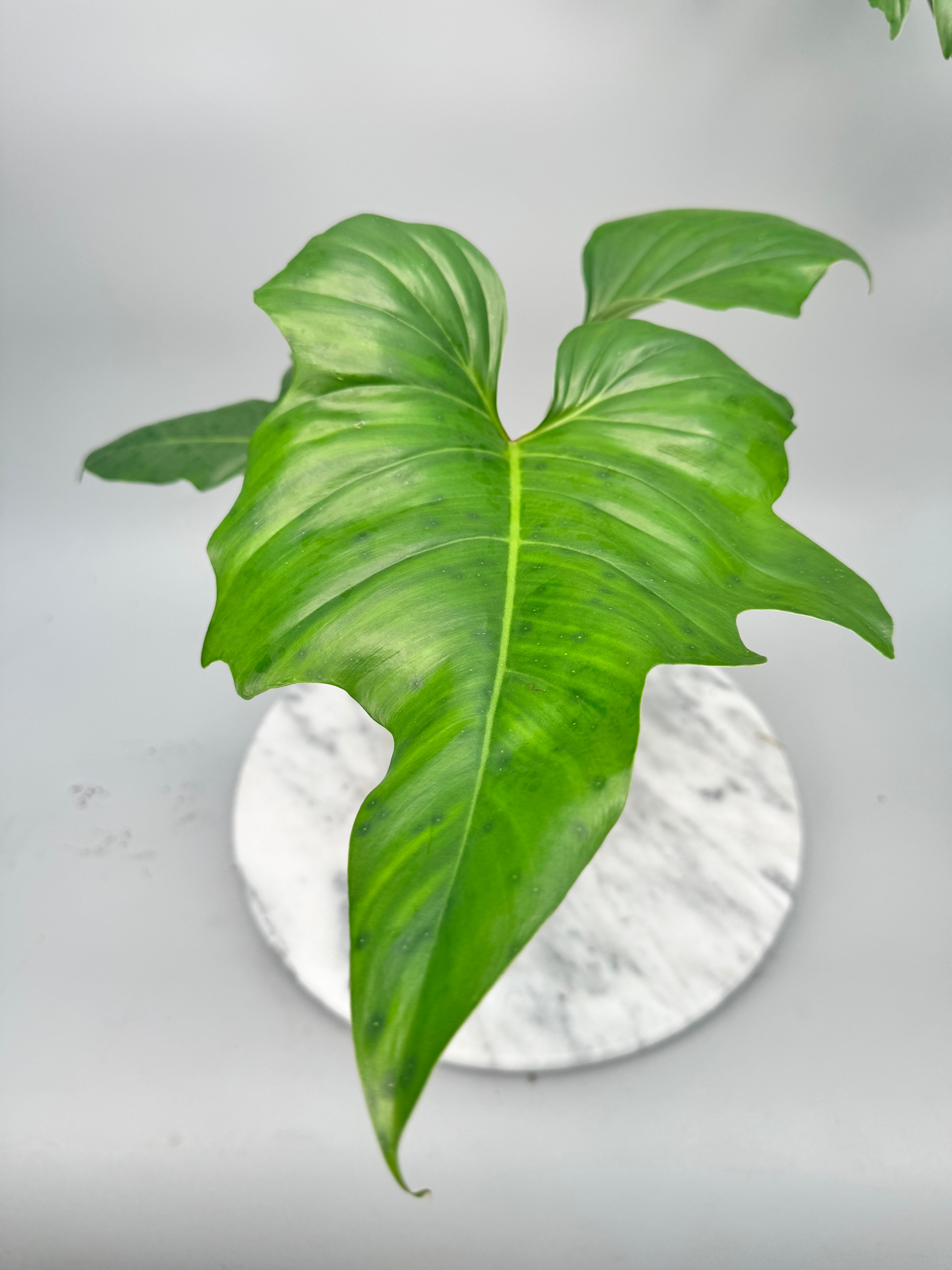 Philodendron "Golden Dragon" Variegata/GREEN