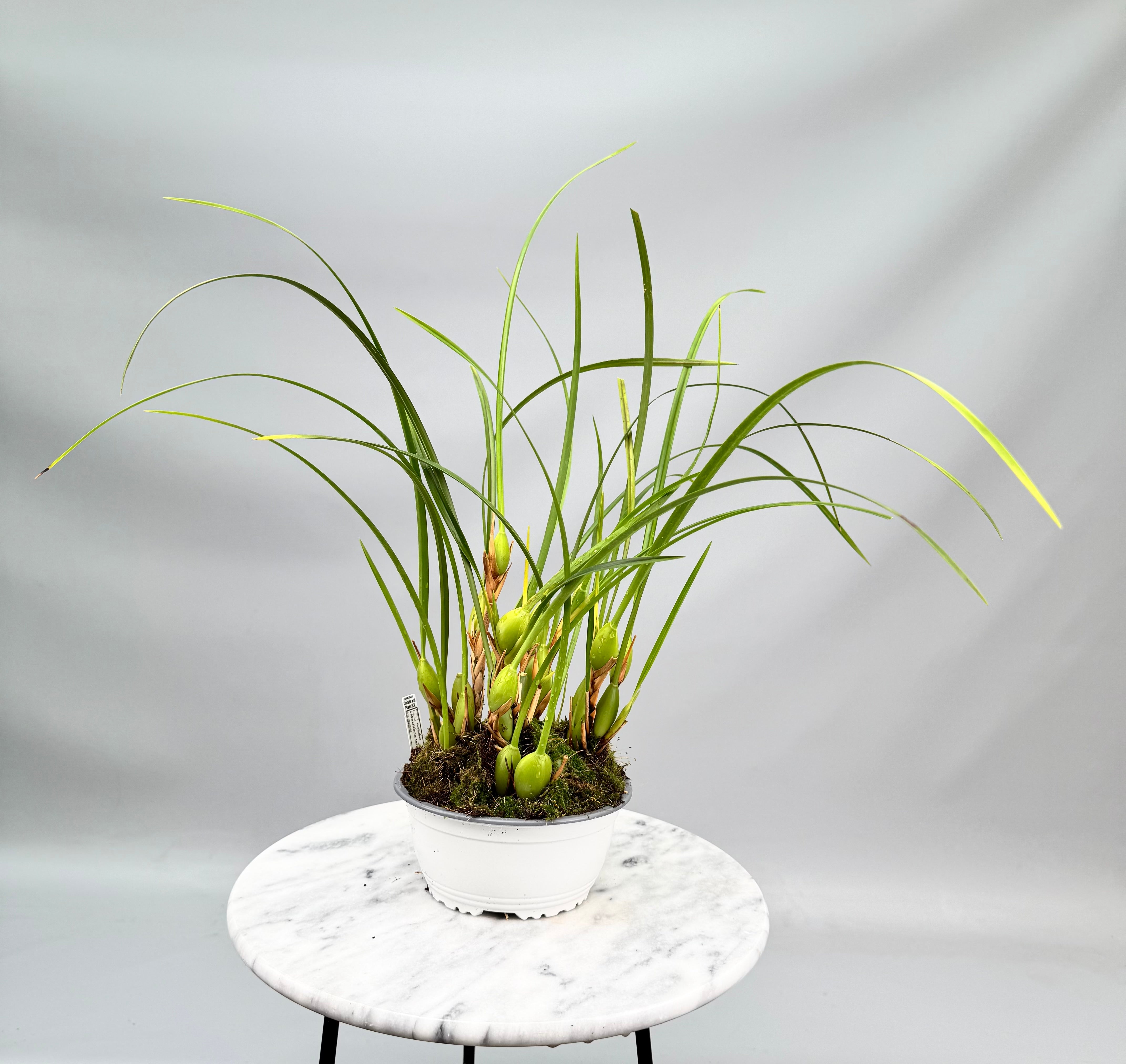 Maxillaria tenuifolia "Dunkle 2. Generation" "Groß Pflanze"