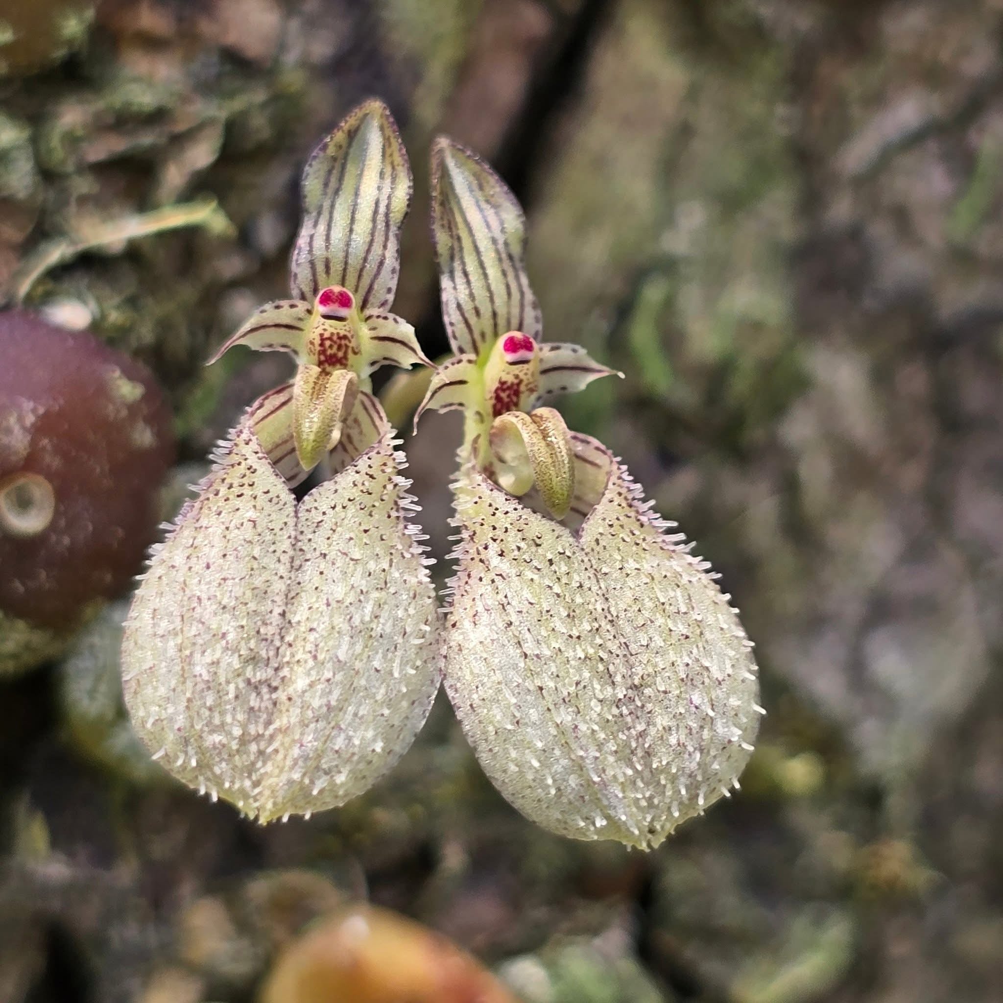 Bulbophyllum polliculosum