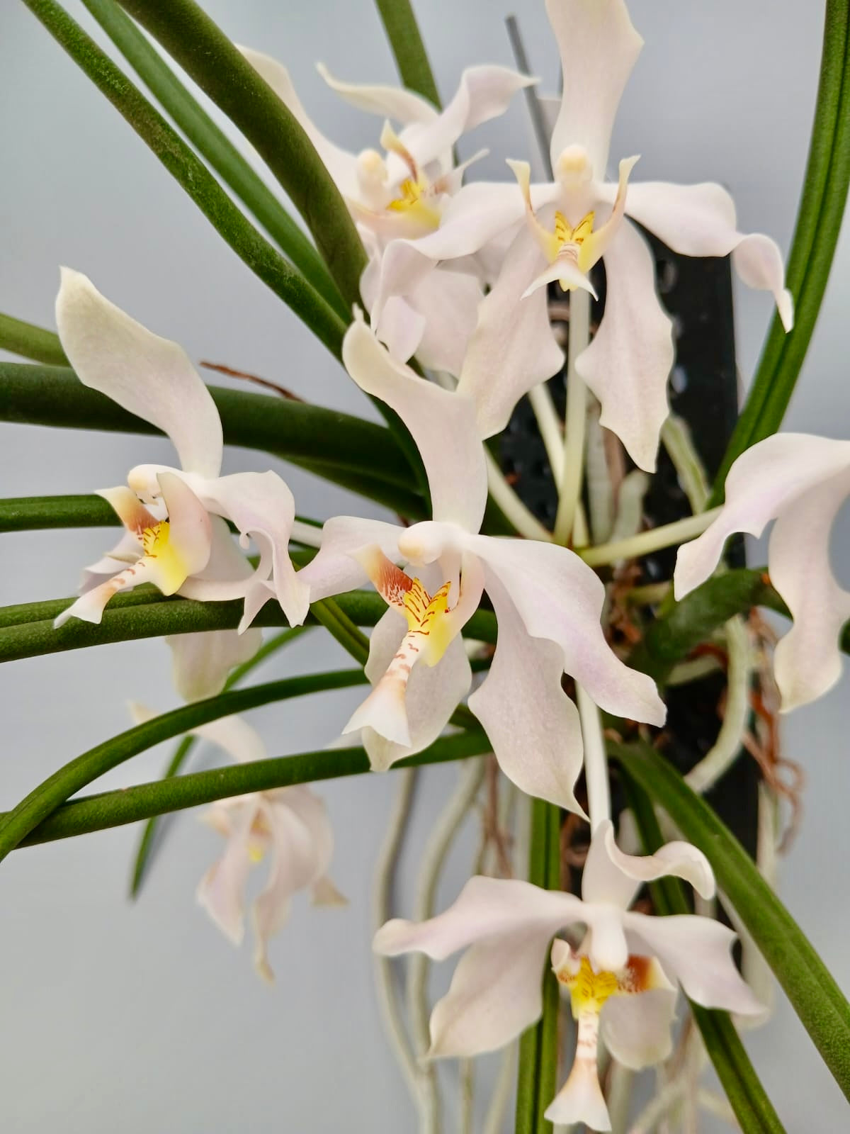 Paraphalaenopsis laycockii var semi alba