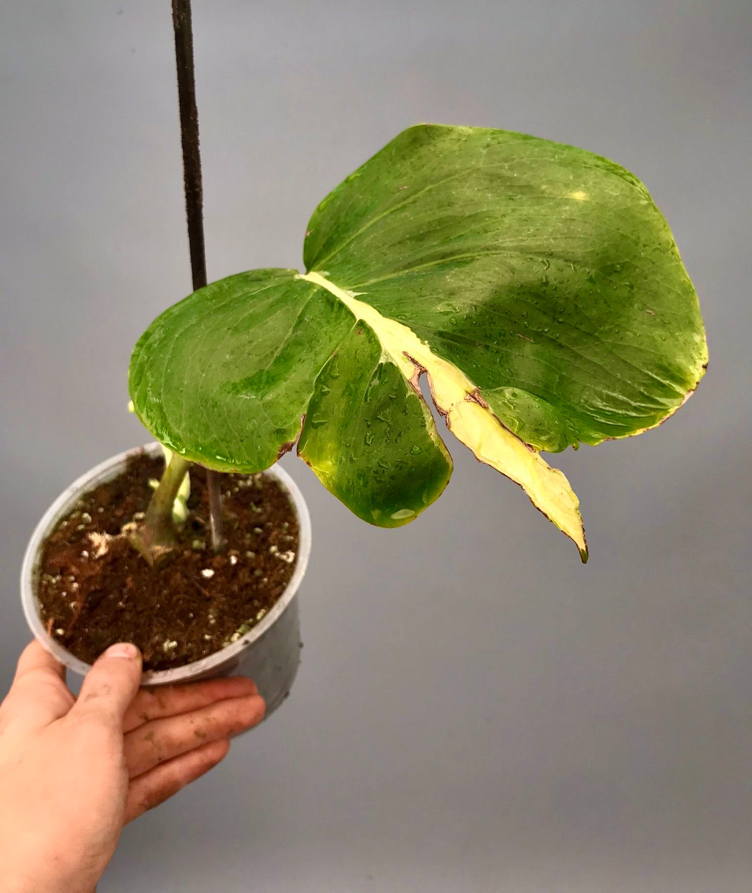 Monstera White Lava 'Lalamove' nr 1,3