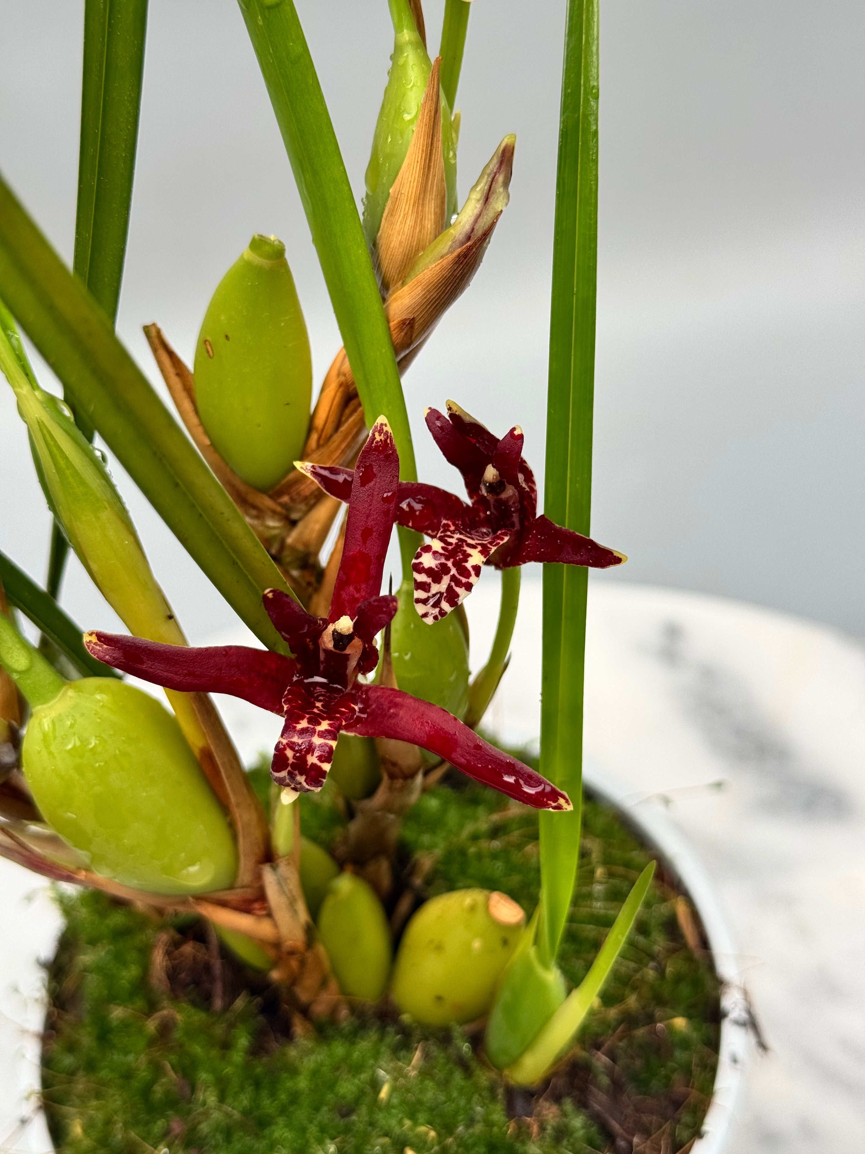 Maxillaria tenuifolia "Dunkle 2. Generation" "Groß Pflanze"