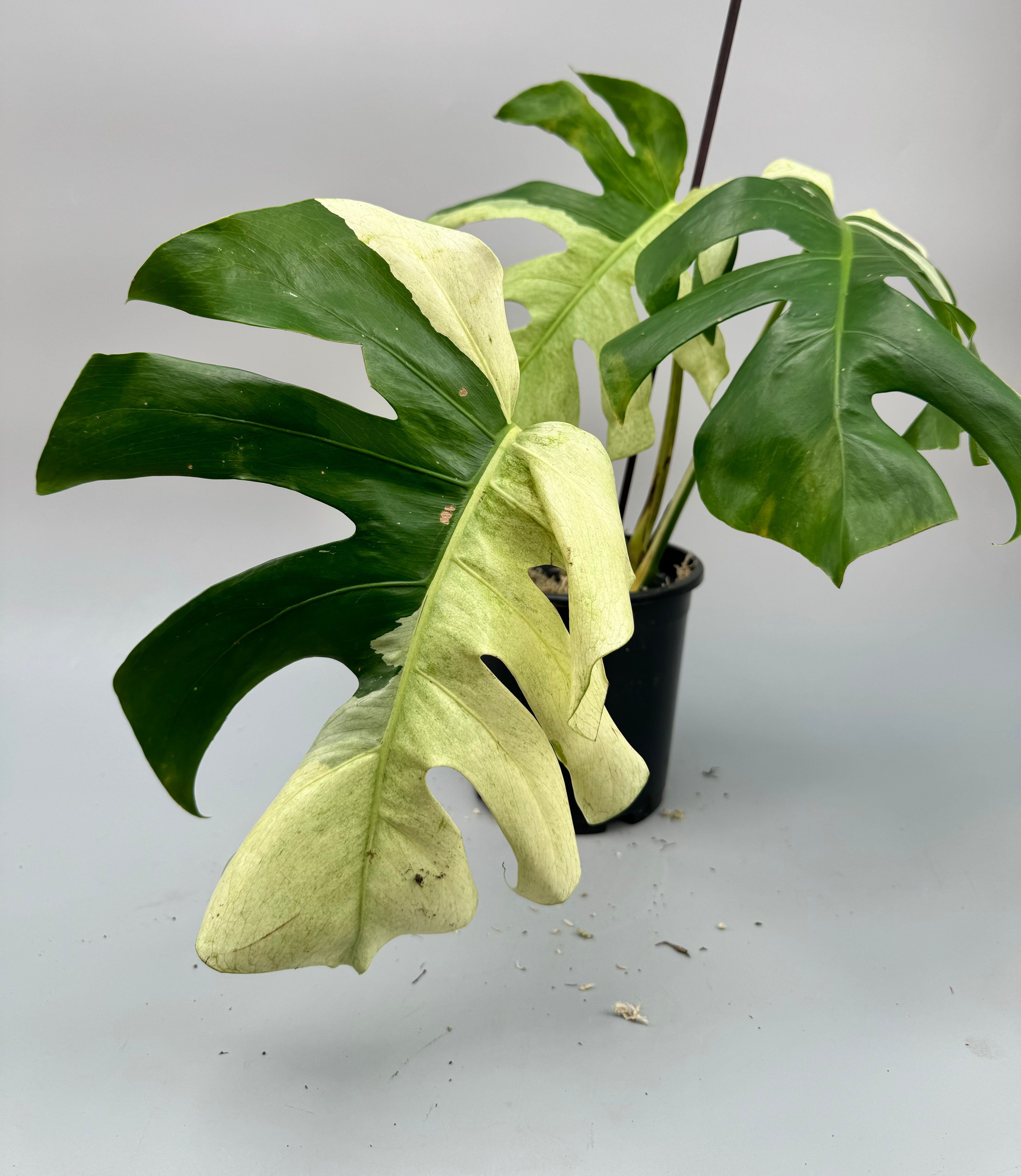 Monstera deliciosa borsigiana "Brazil Mint" (Almost Full Moon)