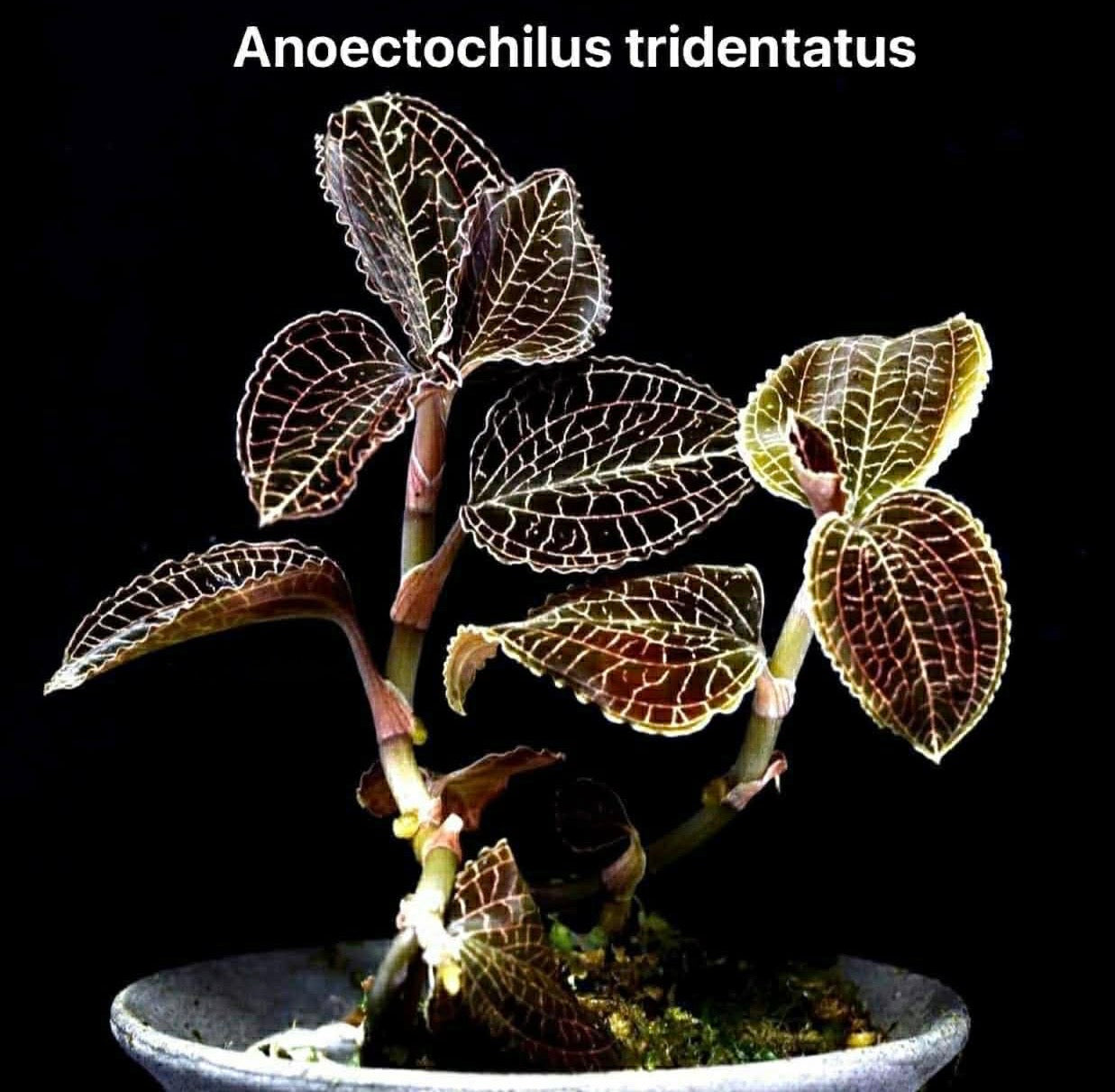 Anoectochilus tridentatus