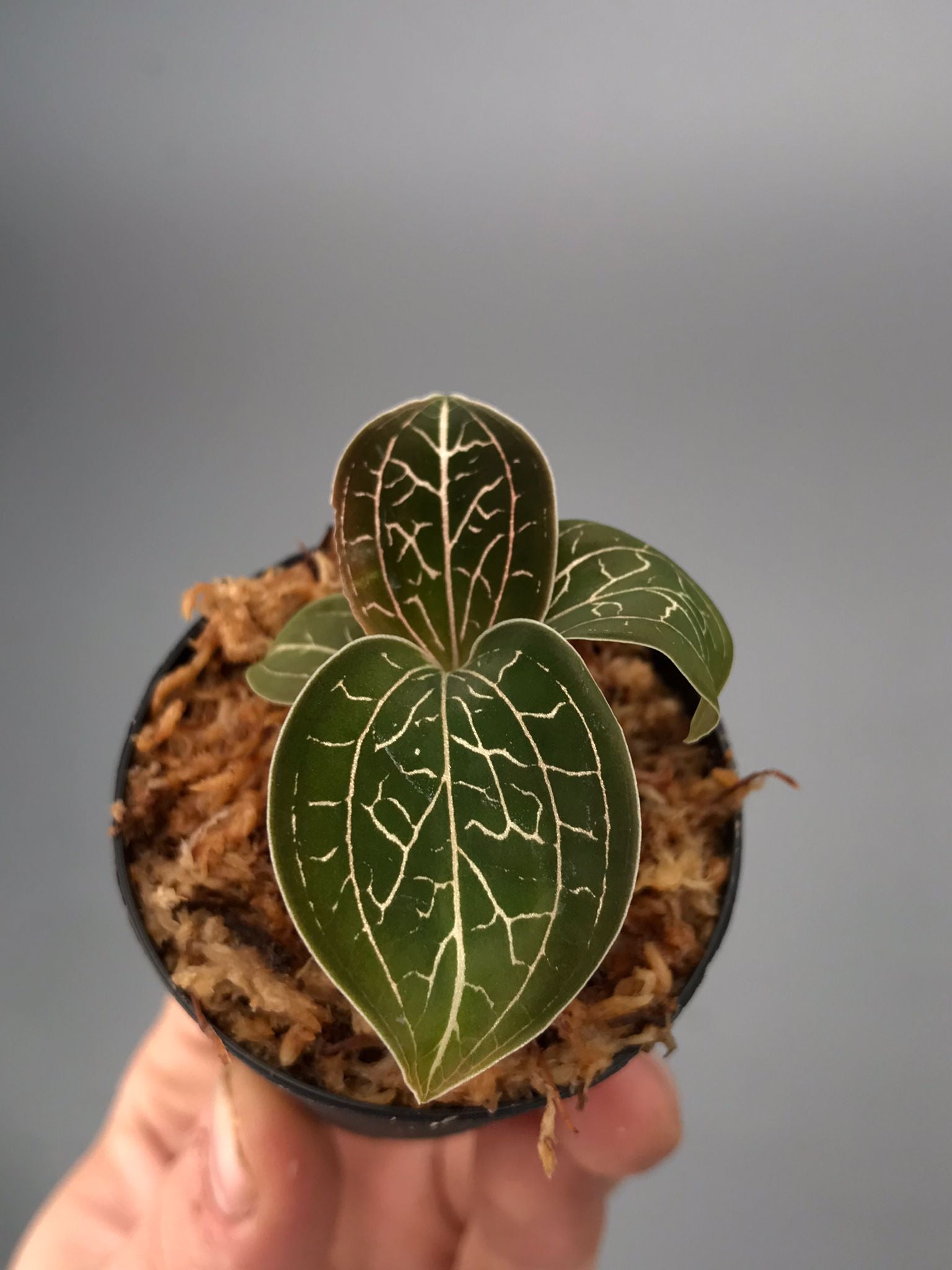 Anoectochilus chapaensis