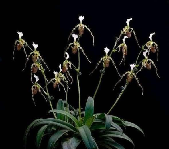 Paphiopedilum dianthum